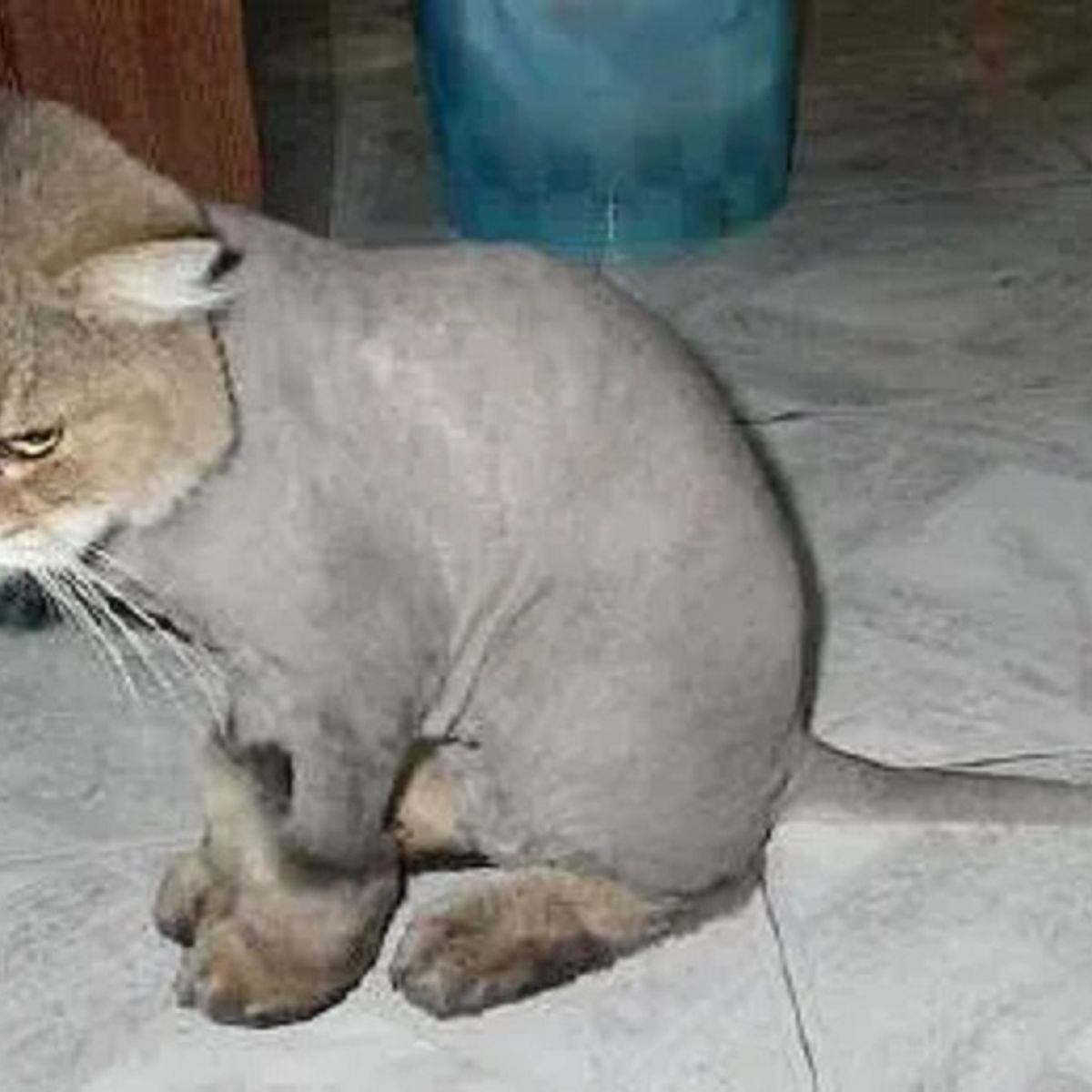 Is This a Cat with a Lion Cut Snopes