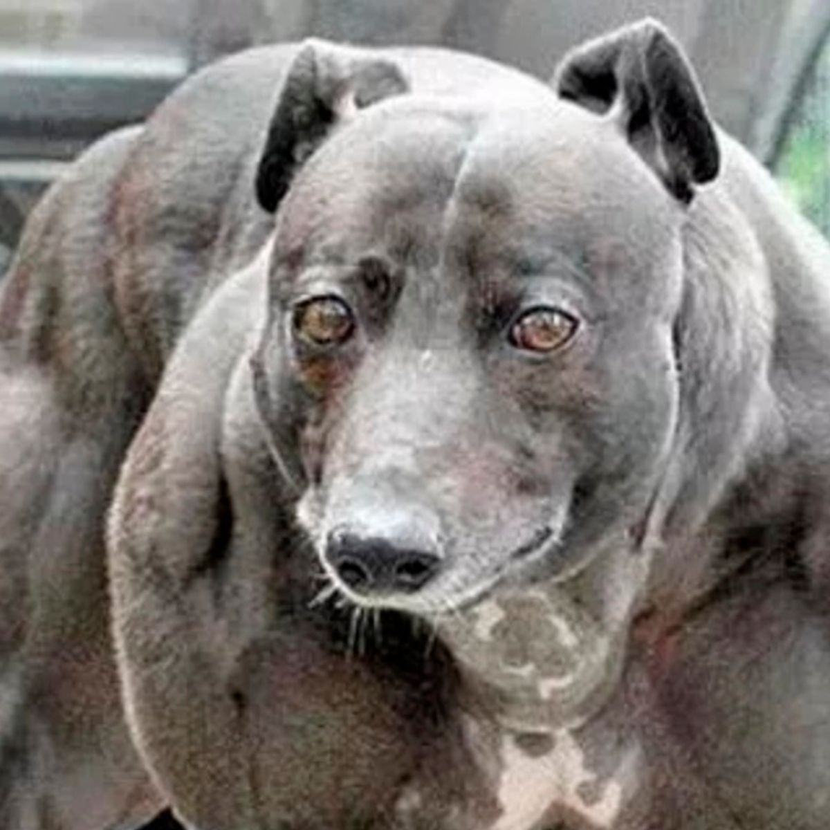 Fastest dog in outlet the world race