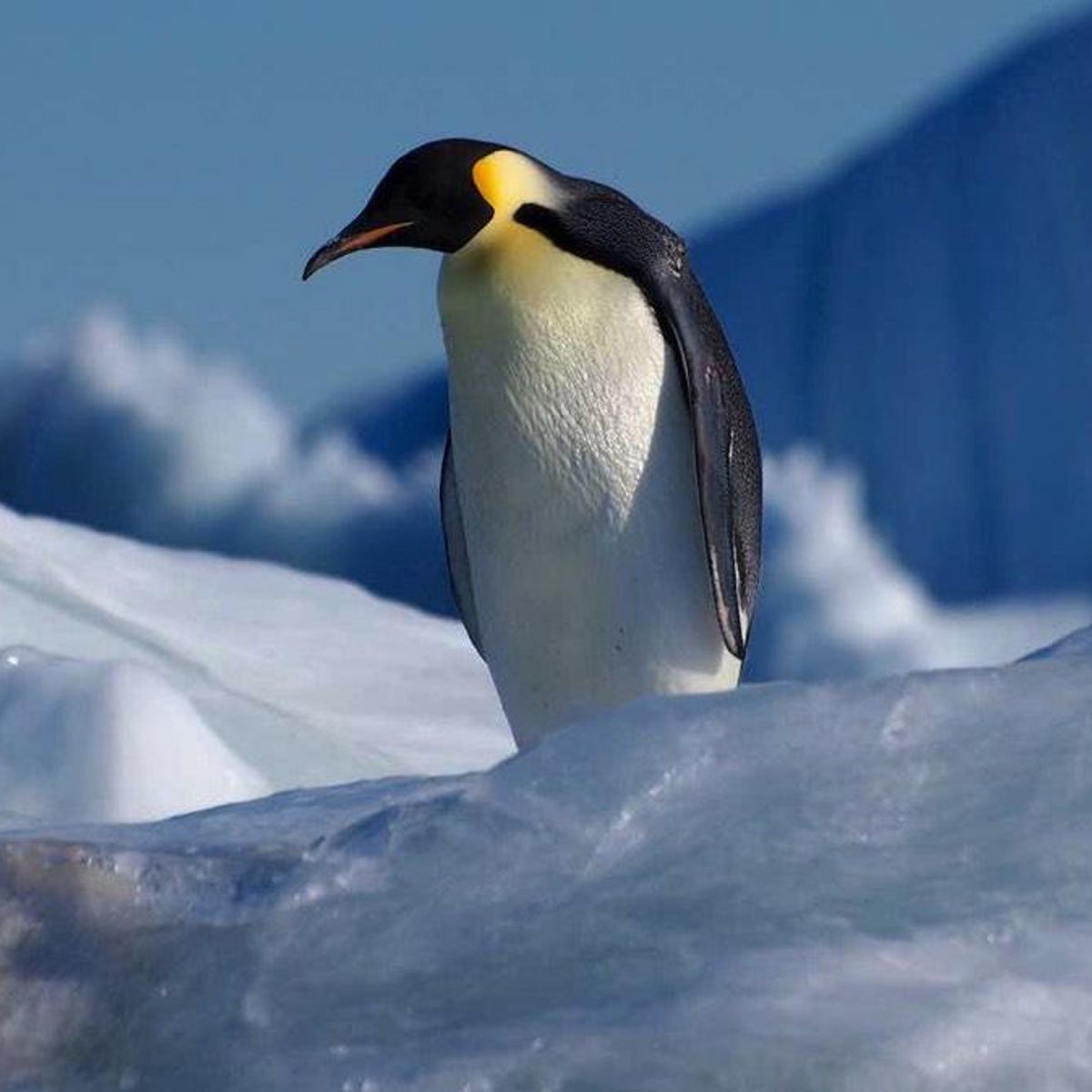 Emperor Penguin Mating 4530