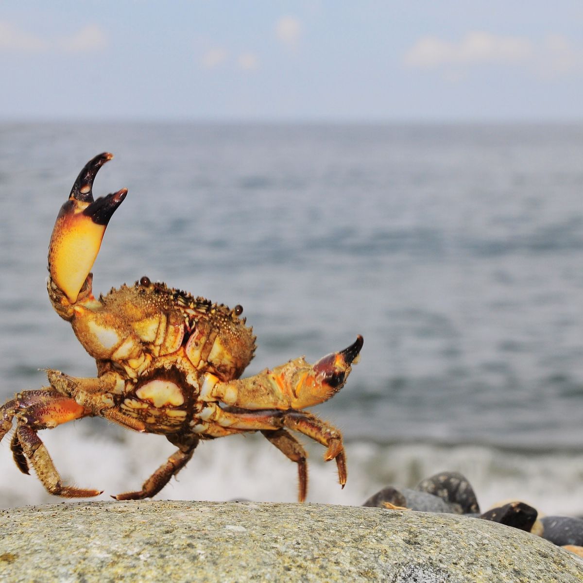 Was a 50-Foot Crab Spotted in England?