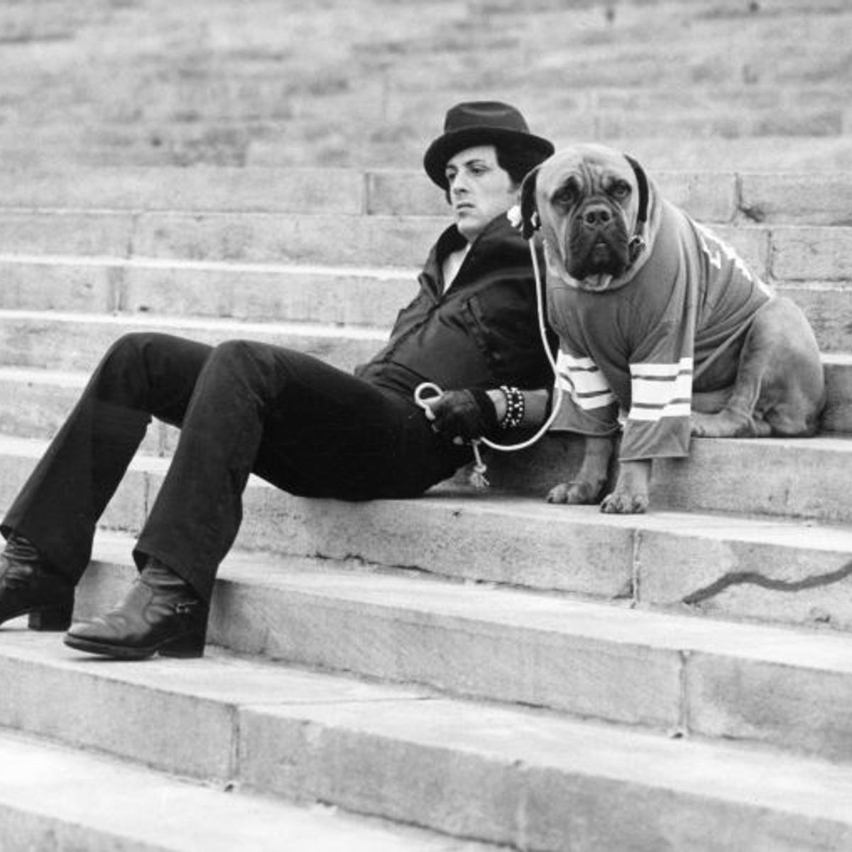 Bullmastiff rocky shop