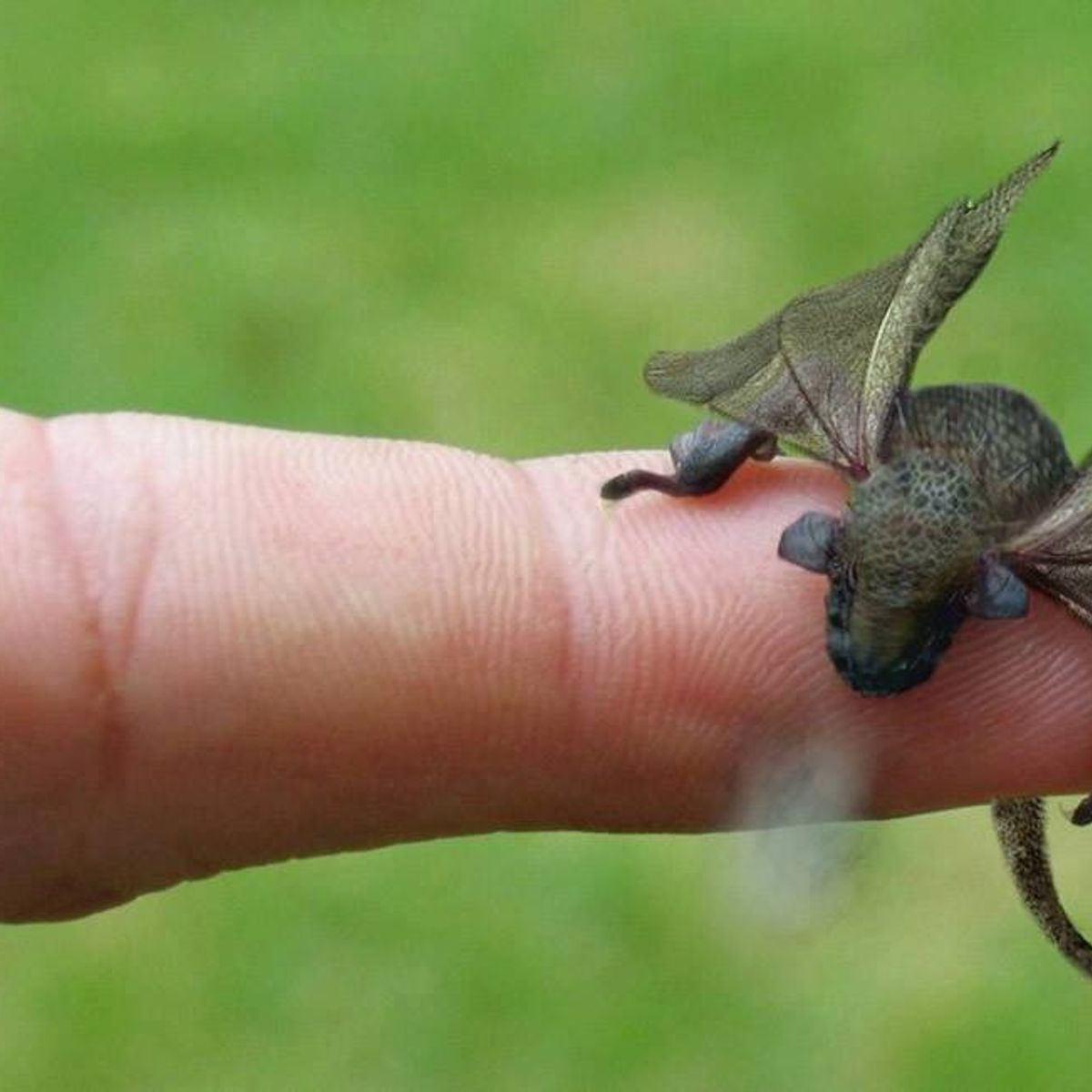 Is This a Newly Hatched Dragon? | Snopes.com