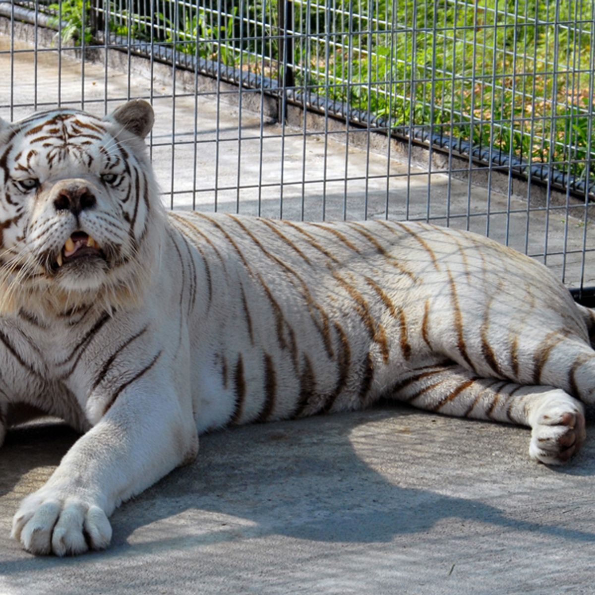 Down Syndrome Tiger