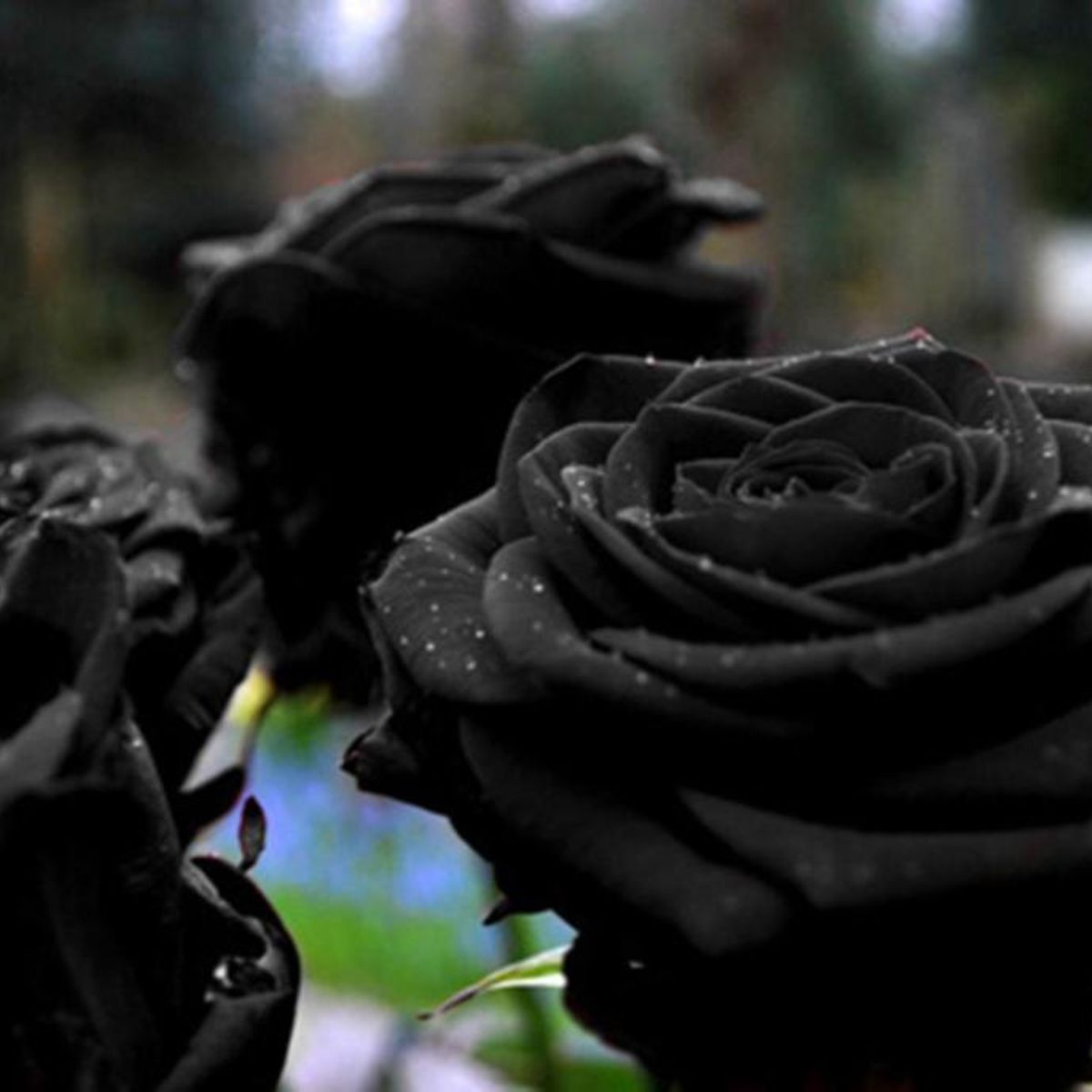 Do Black Roses Exist? - Can You Get Real One?  