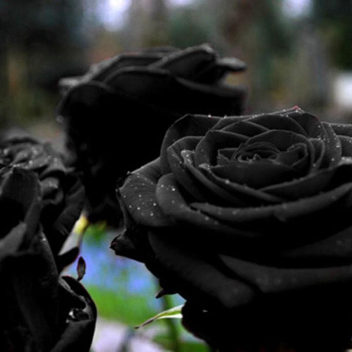 Do Black Roses Exist? - Can You Get Real One?