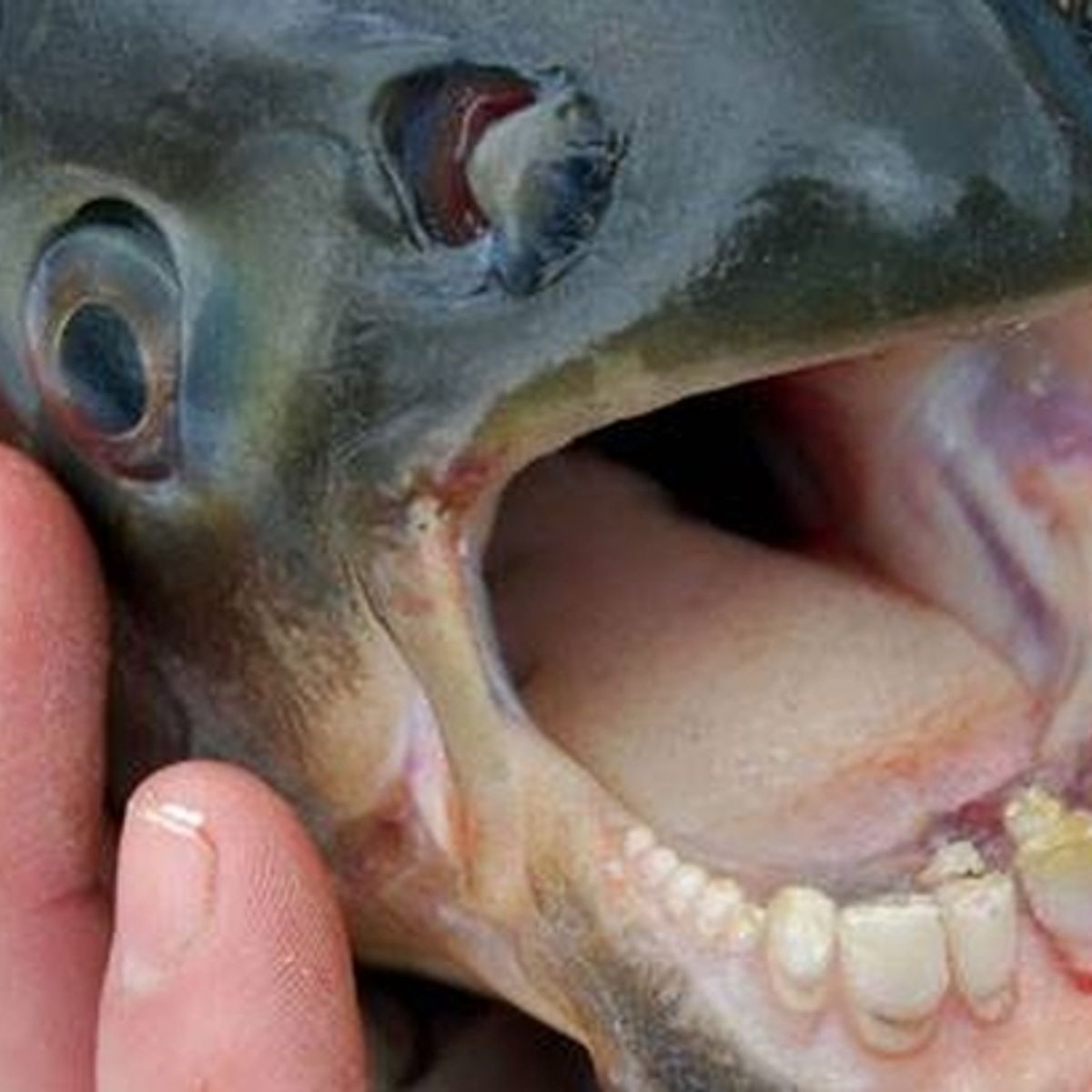 Ball Biter': How Dangerous Is the Pacu Fish, Really?