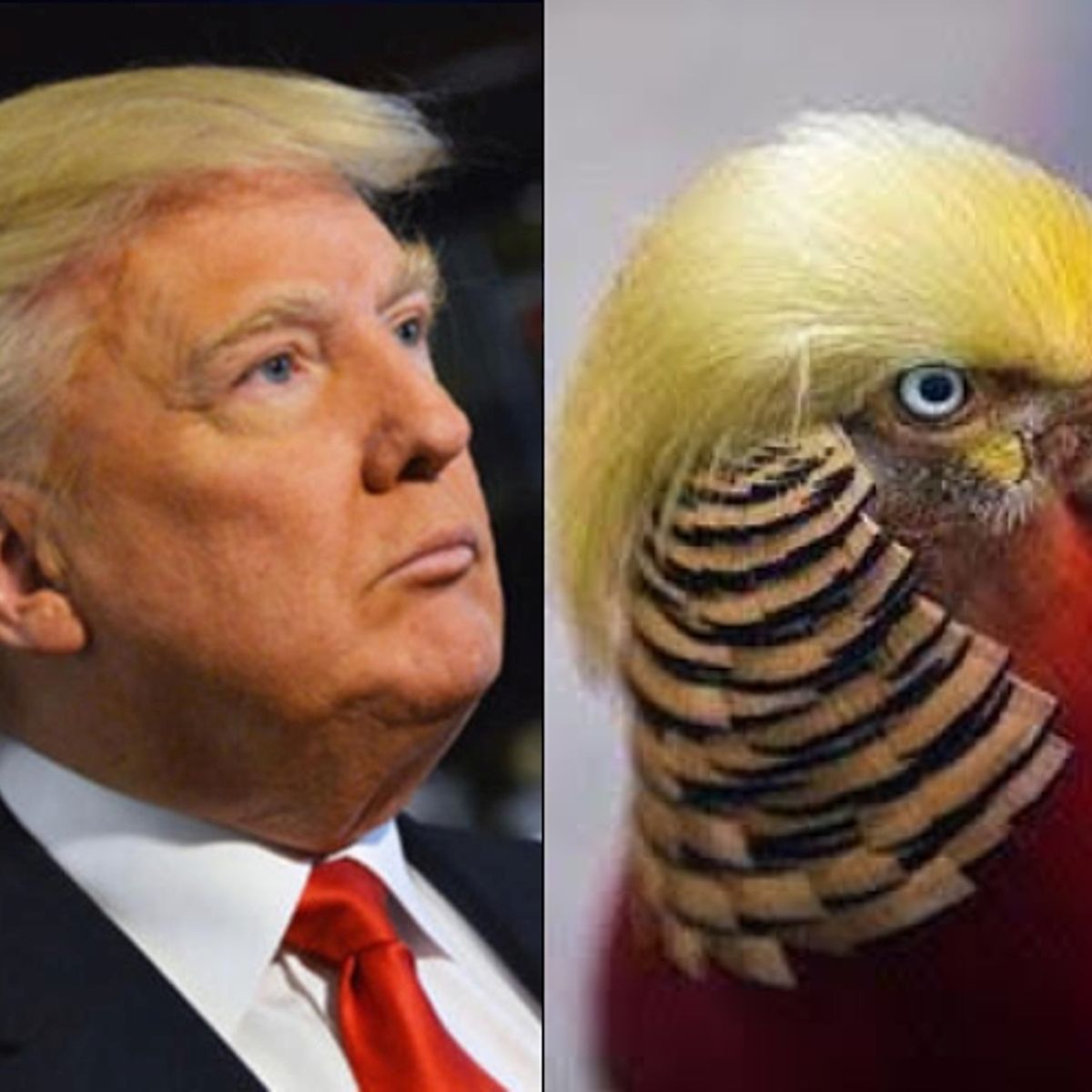 Meet the Bird with Donald Trump's Hair 