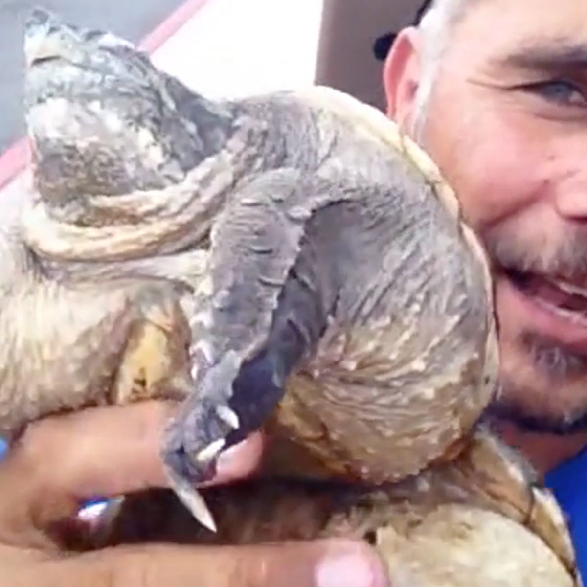 Turtle Misshapen Due to Being Caught in Rubber Band for 19 Years? |  