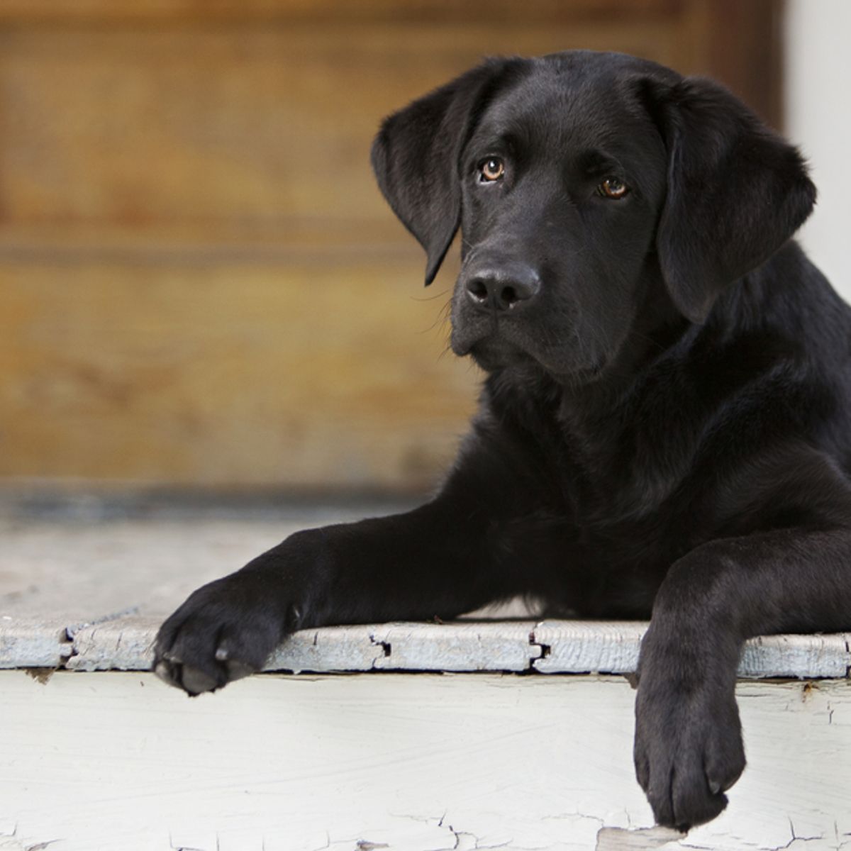 Paul mallory black lab discount