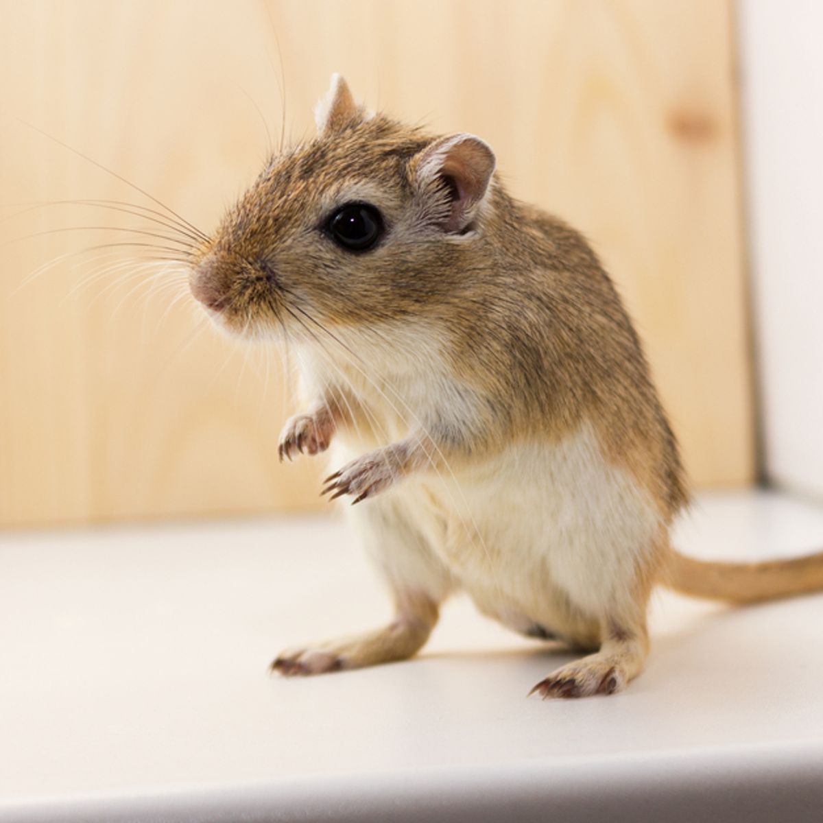What Are The Differences Between A Gerbil And A Hamster?