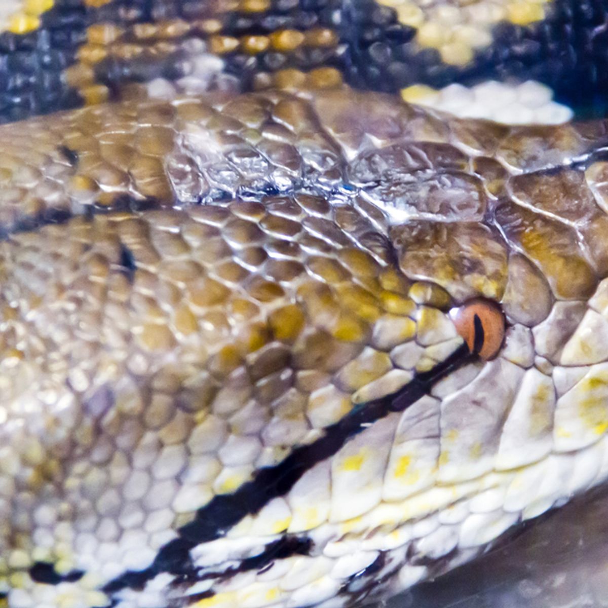 human body found in snake