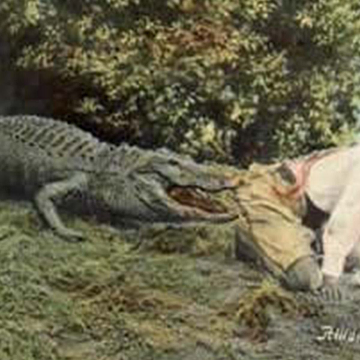Were Black Children Used as Alligator Bait in the American South