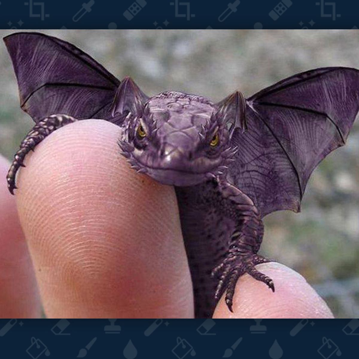 Reptiles that look like dragons top