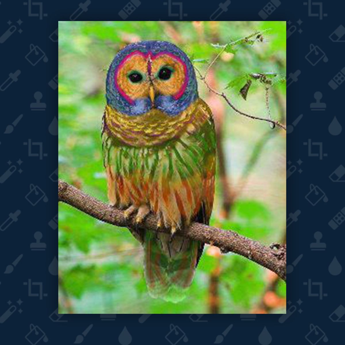 Is This a Photograph of a Rainbow Owl? 