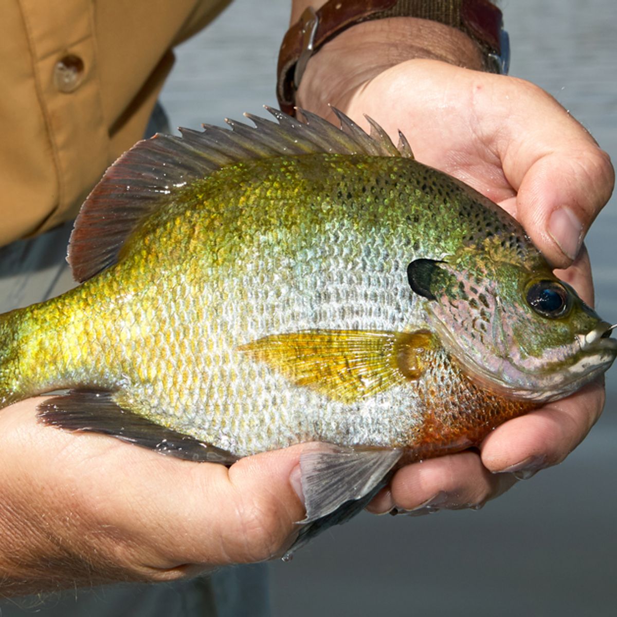 Is the Bluegill One of the Most Dangerous Fish in North America