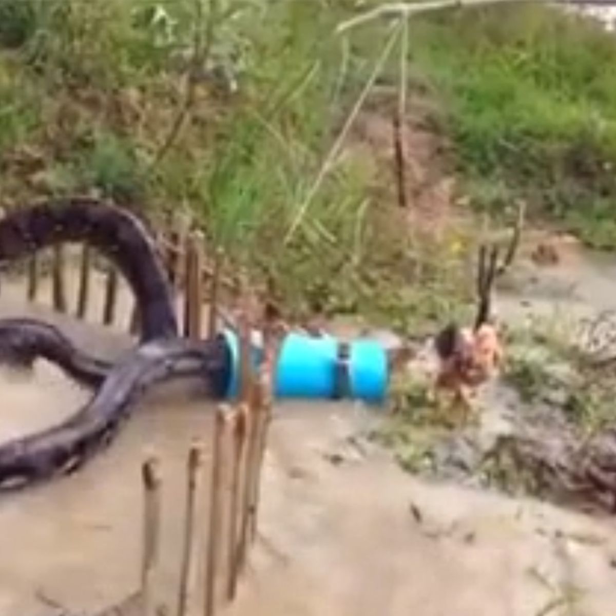 Does This Video Show a Giant Anaconda Getting Caught in a Trap? 