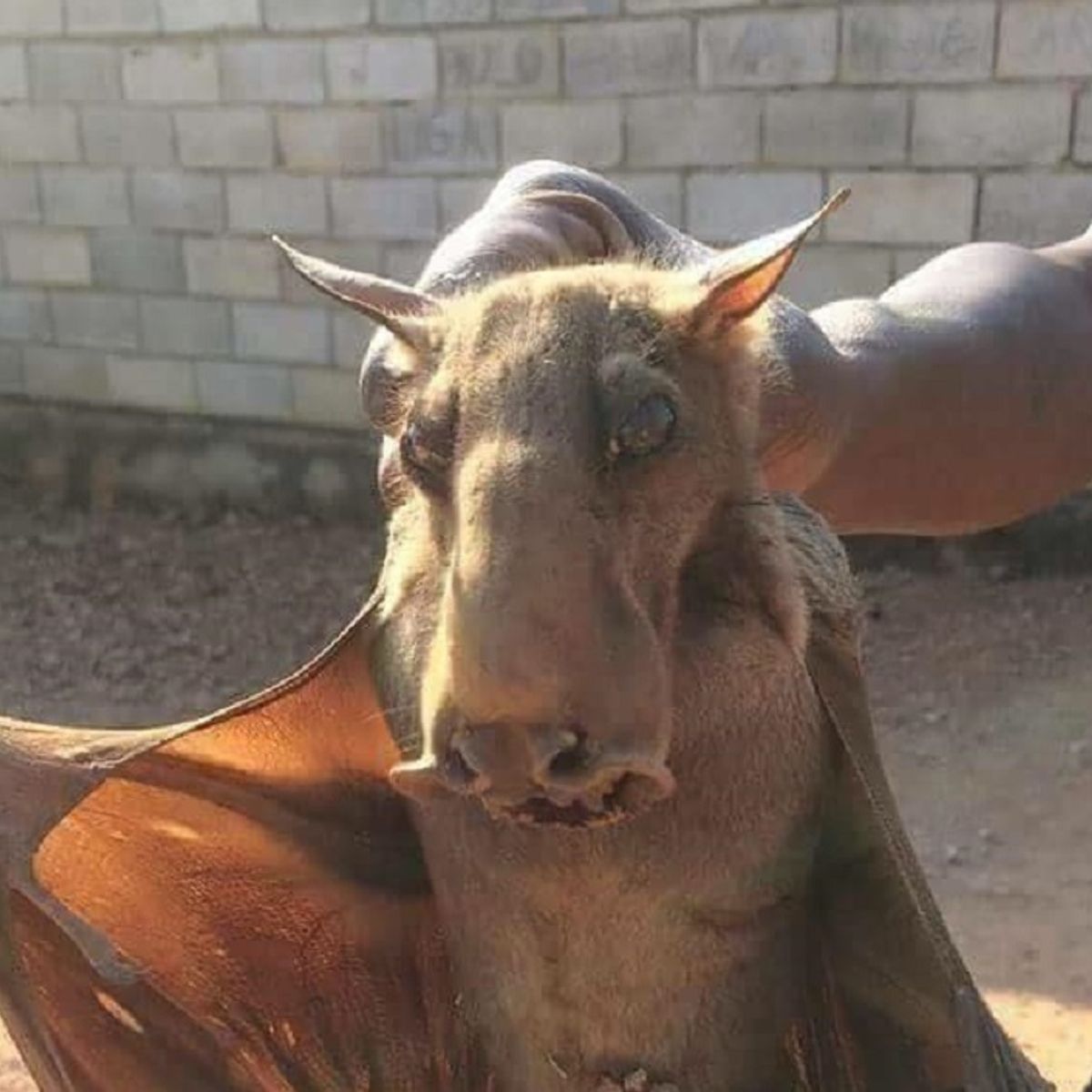 hammerhead bat