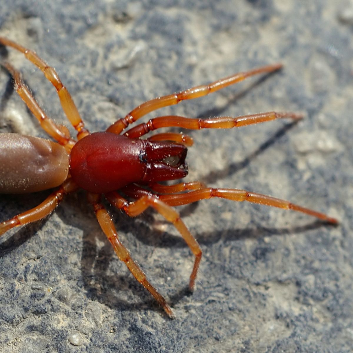 The common spiders of the United States. Spiders -- United States