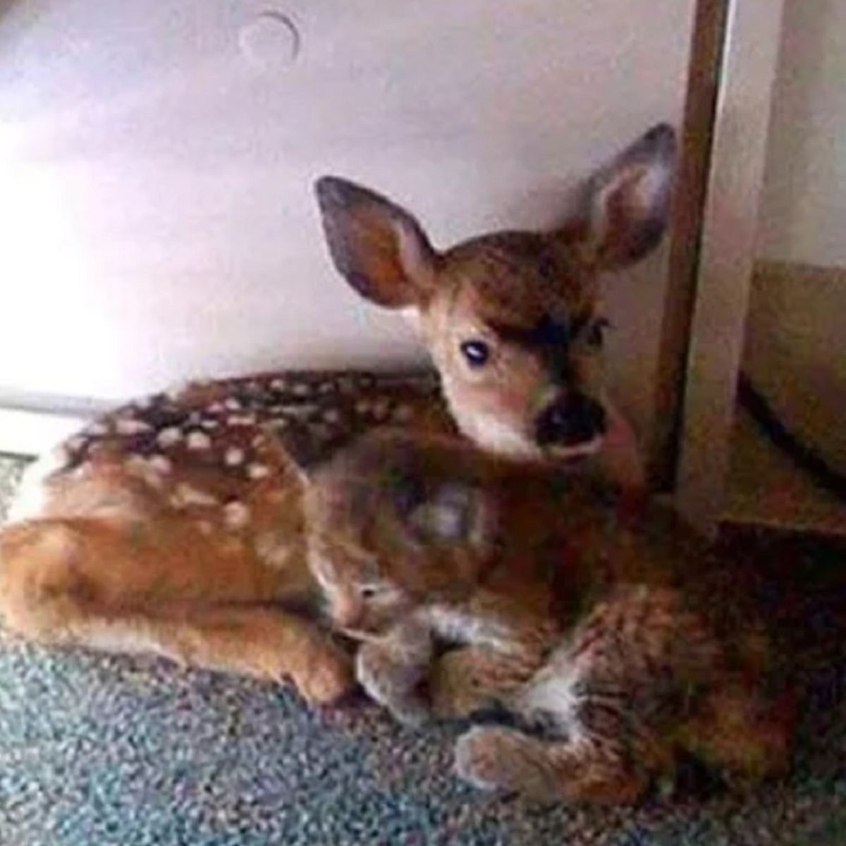 Were This Fawn and Bobcat Found Huddled Together After a California  Wildfire? | Snopes.com