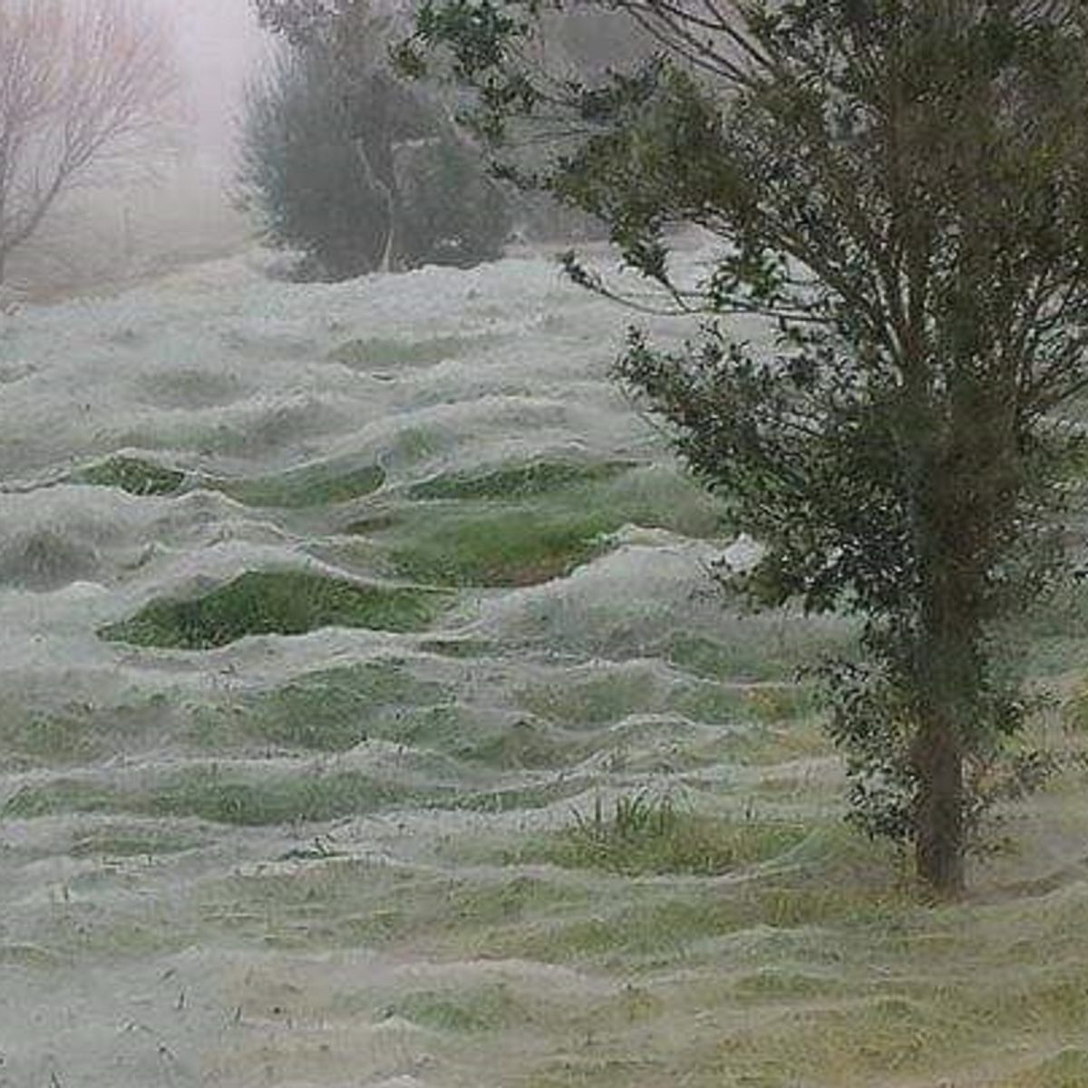 Storm' of spider silk — not webs — drapes Australian city
