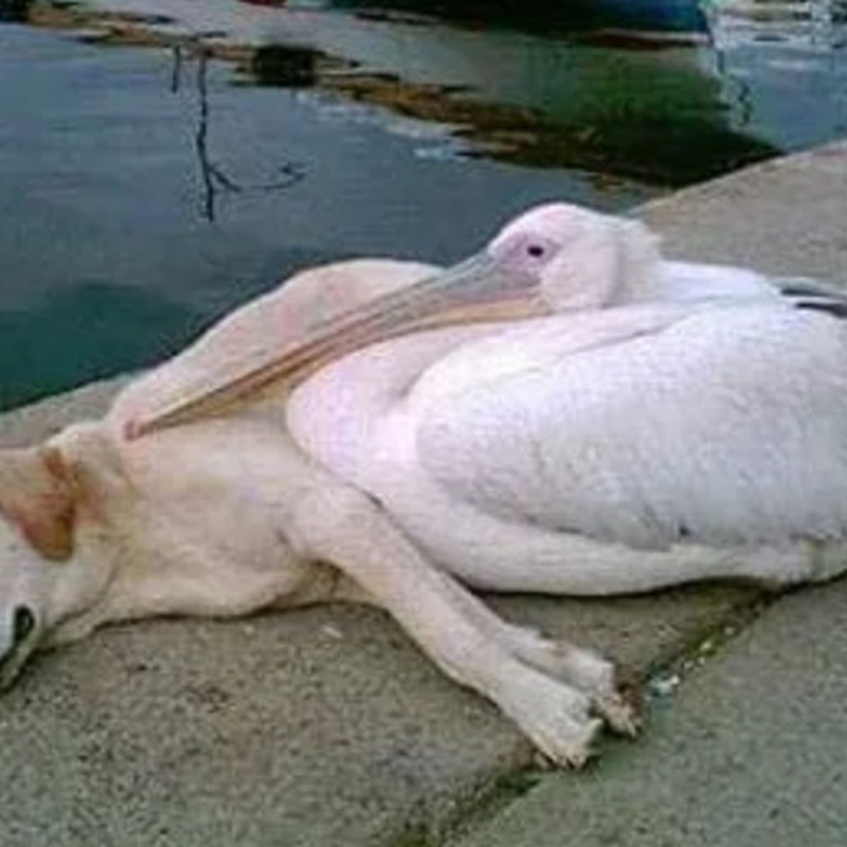 Wet pelican dog paw new arrivals