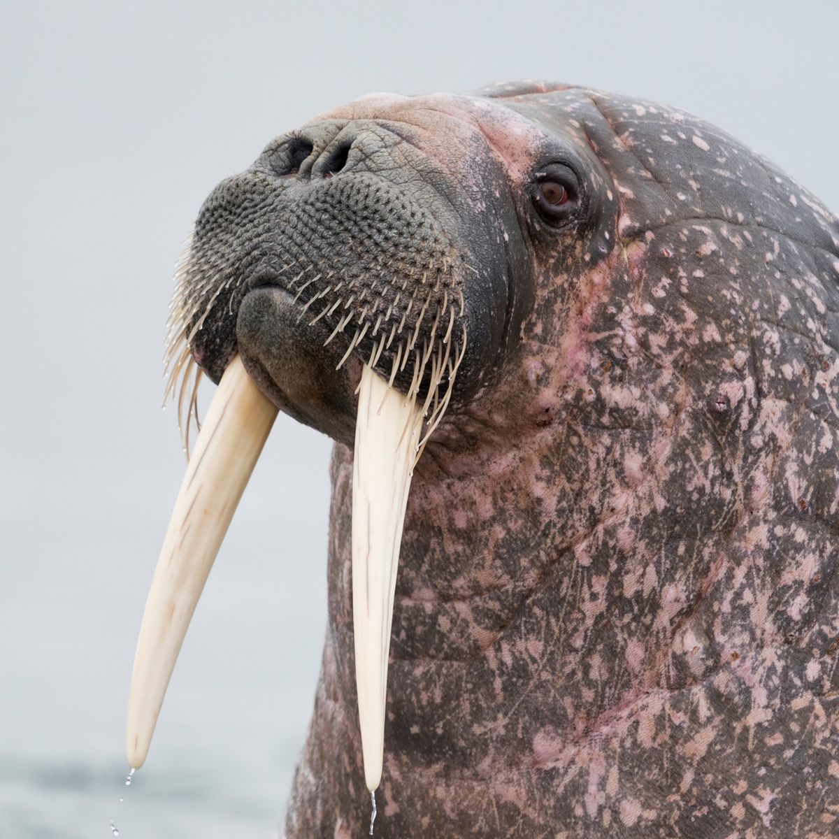 Was a Walrus Really Found Sleeping atop a Submarine? 