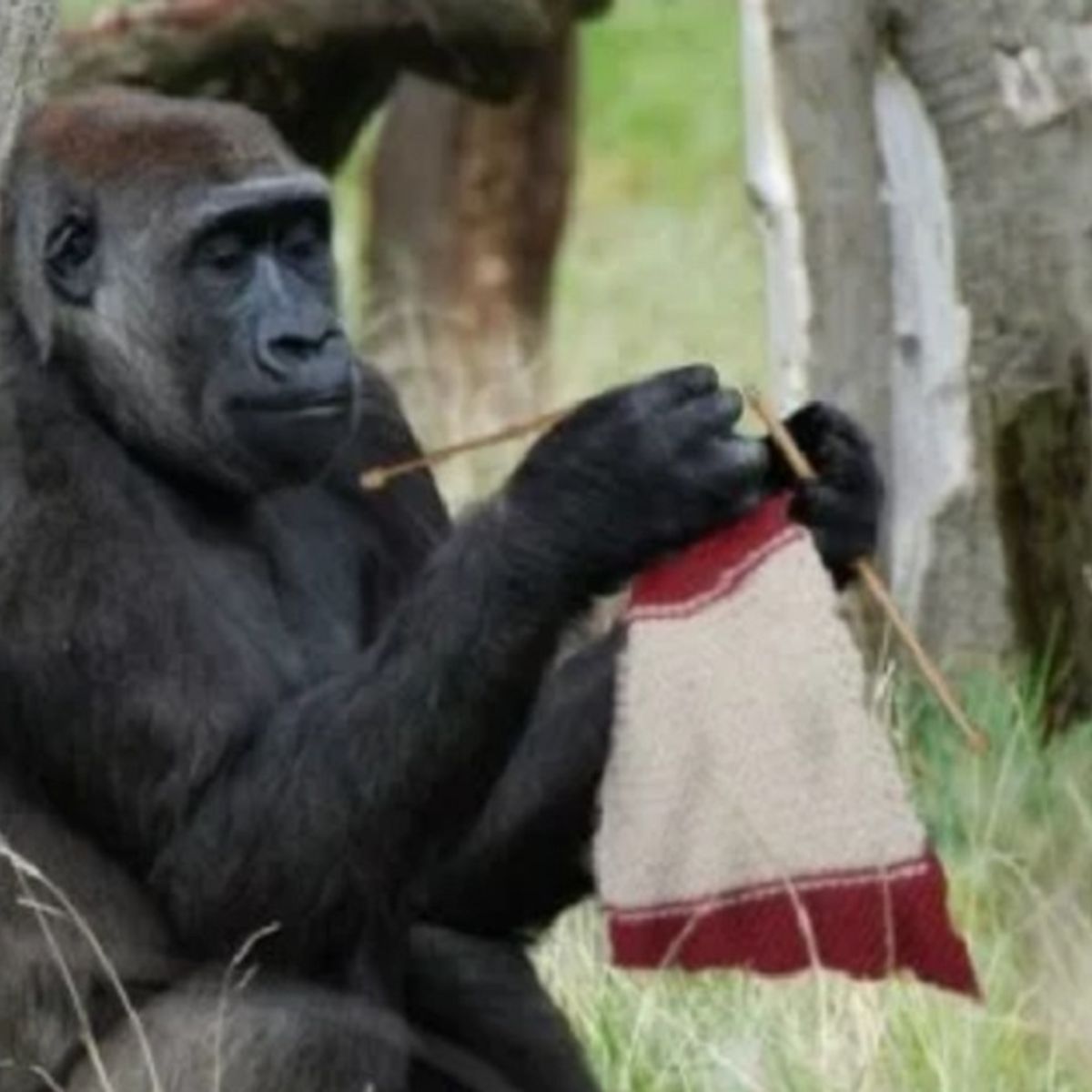 Did This Gorilla Learn How to Knit? | Snopes.com