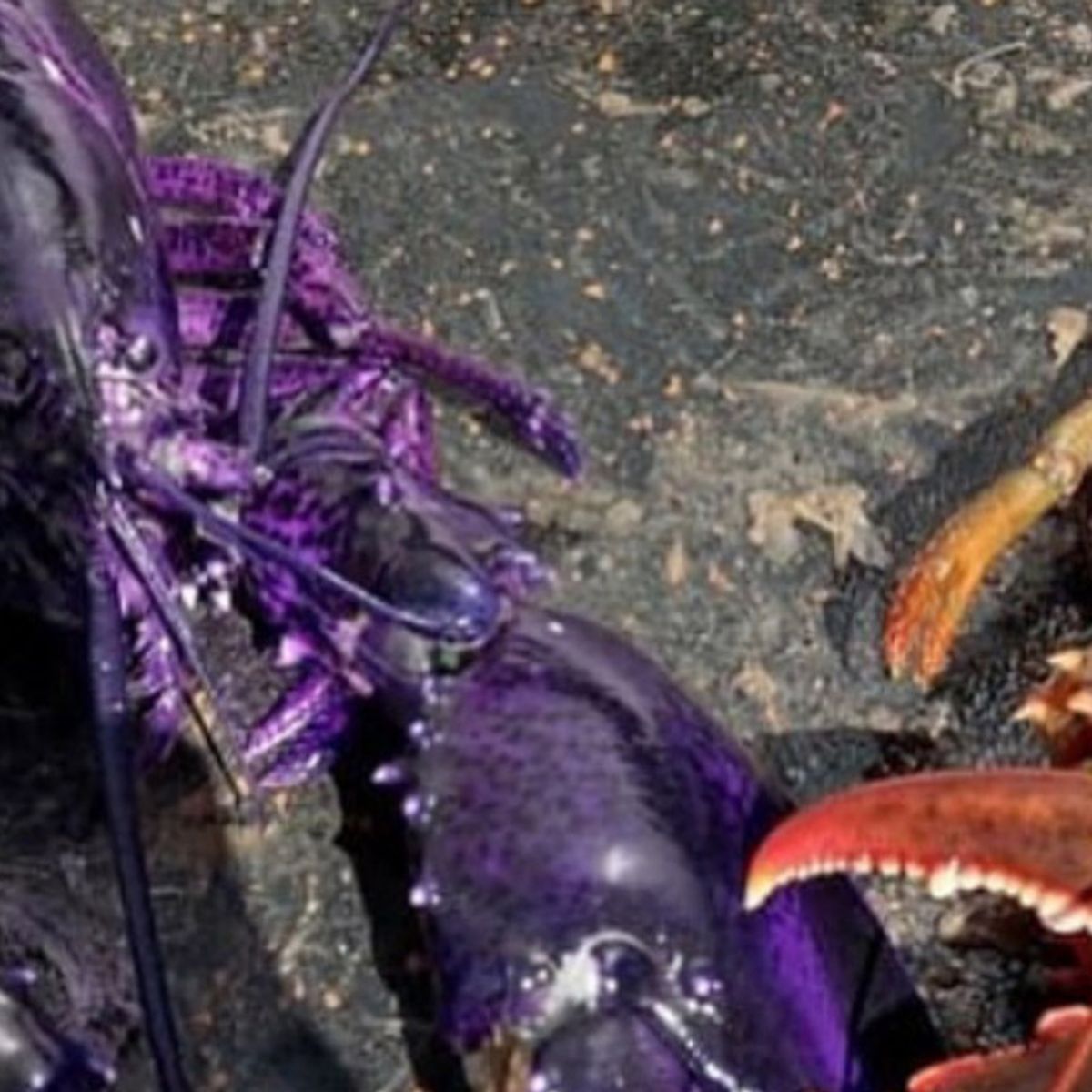 Purple lobsters online