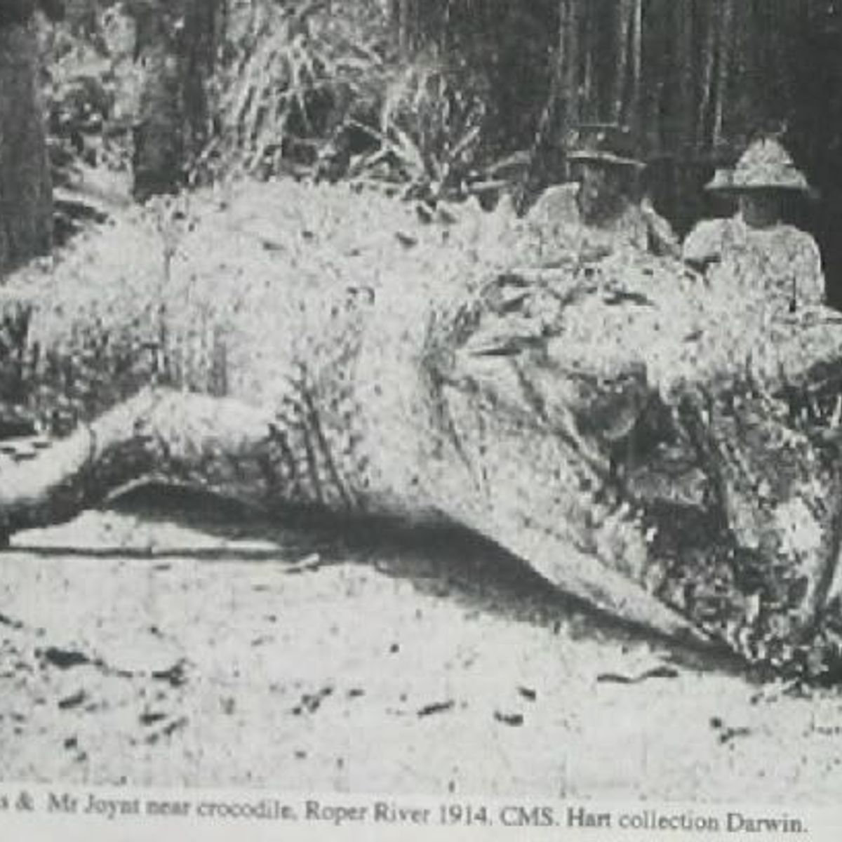 This a 28-Foot-Long Crocodile That Was Killed in Australia in 1957? | Snopes.com