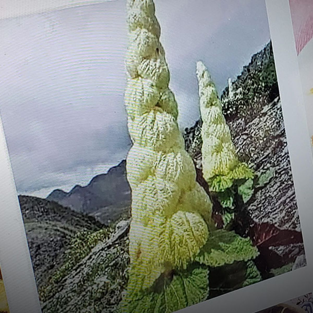Is This a 'Pagoda Flower' That Only Blooms Once Every 400 Years? |  Snopes.com