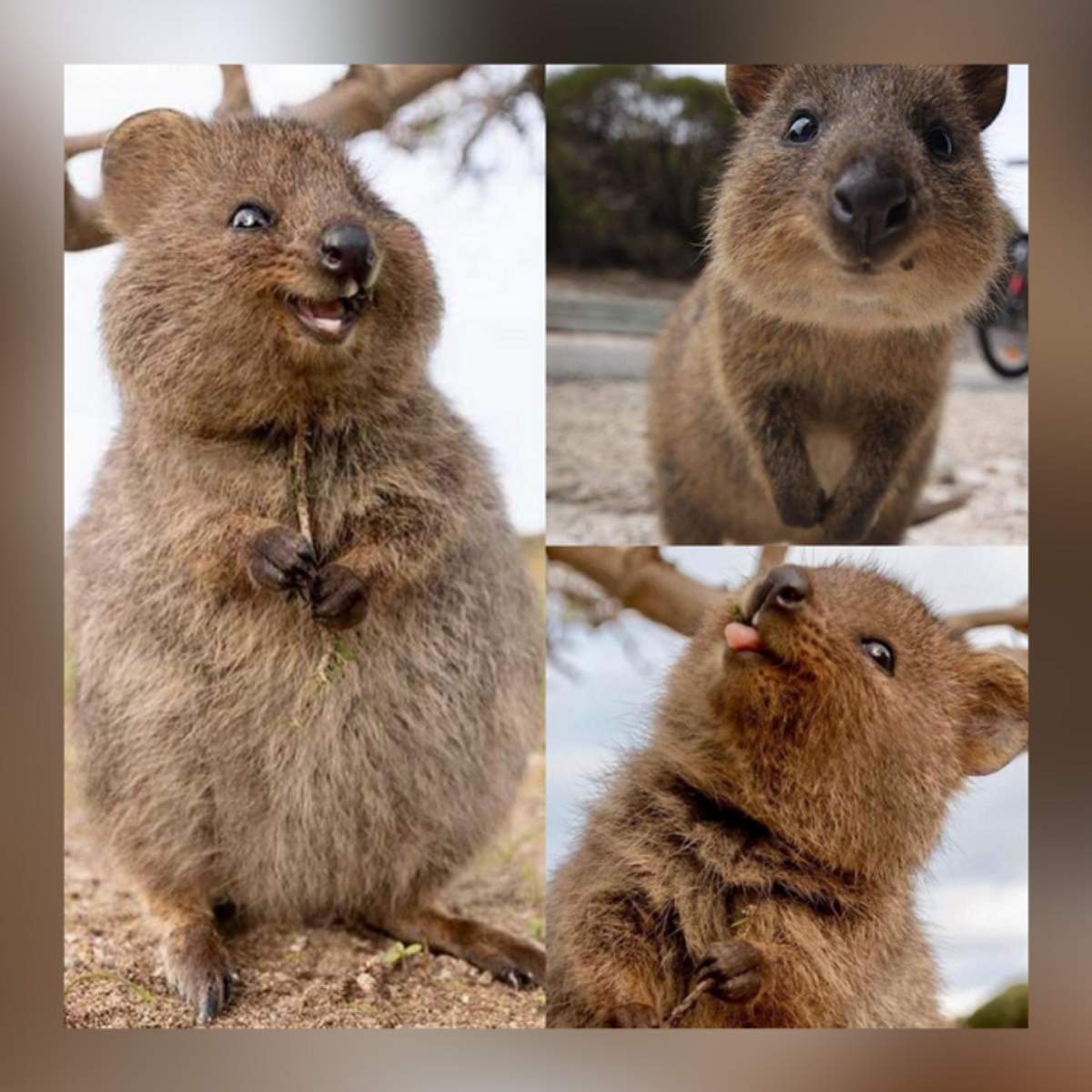 Is the Quokka a Real Animal? 