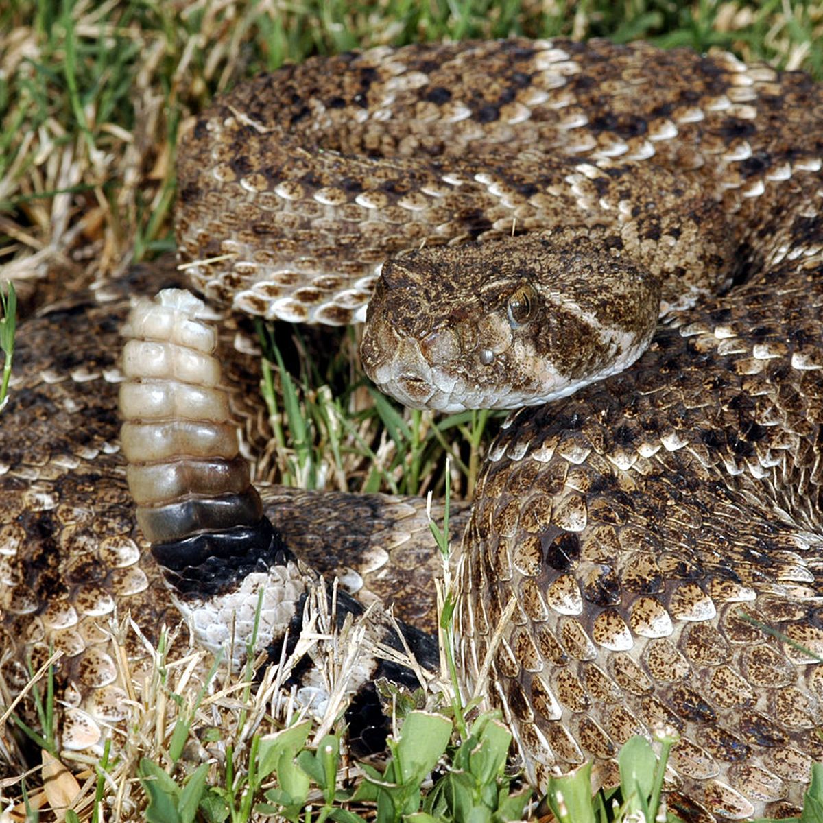 Can Benadryl Treat Rattlesnake Bites Snopes