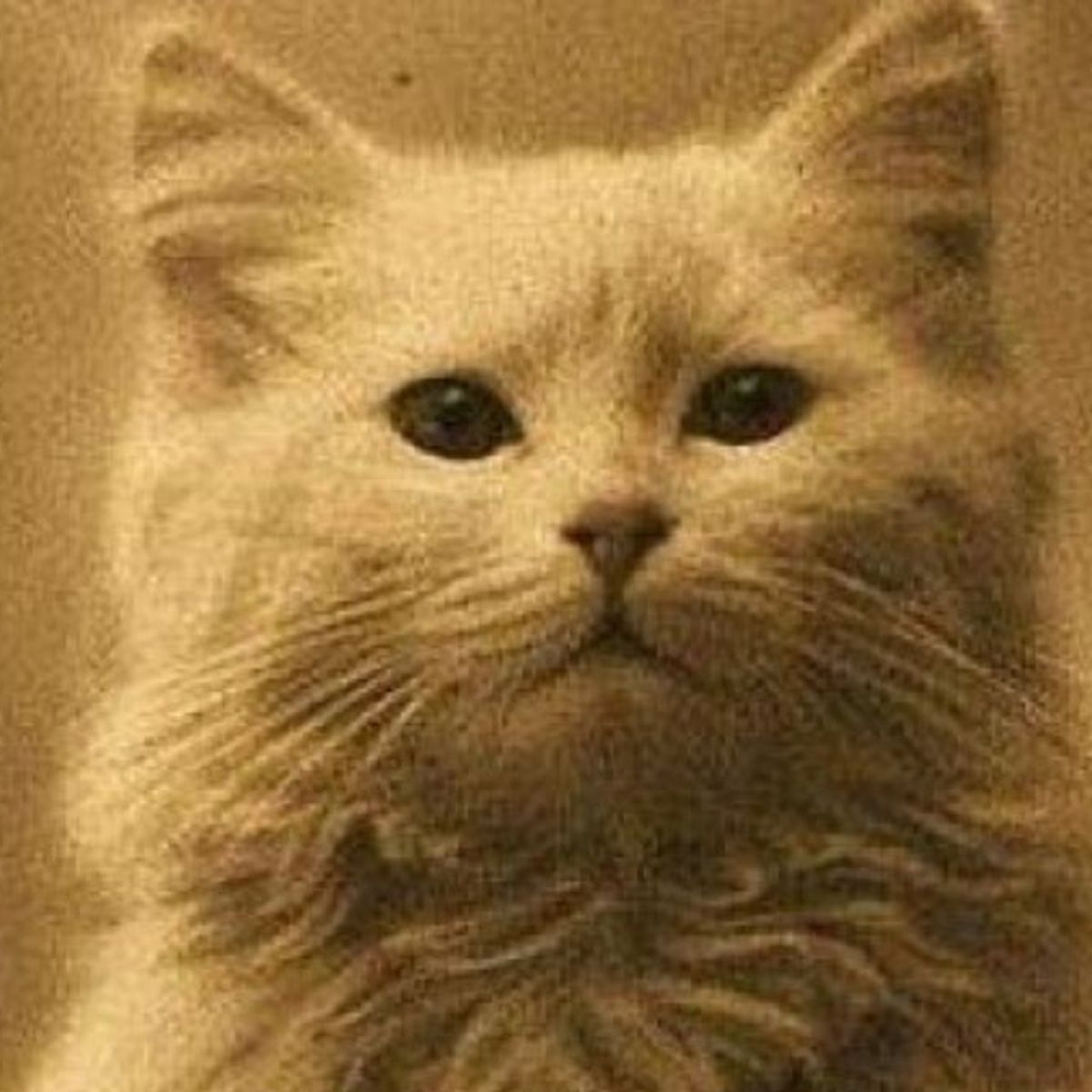 The oldest sale cat ever