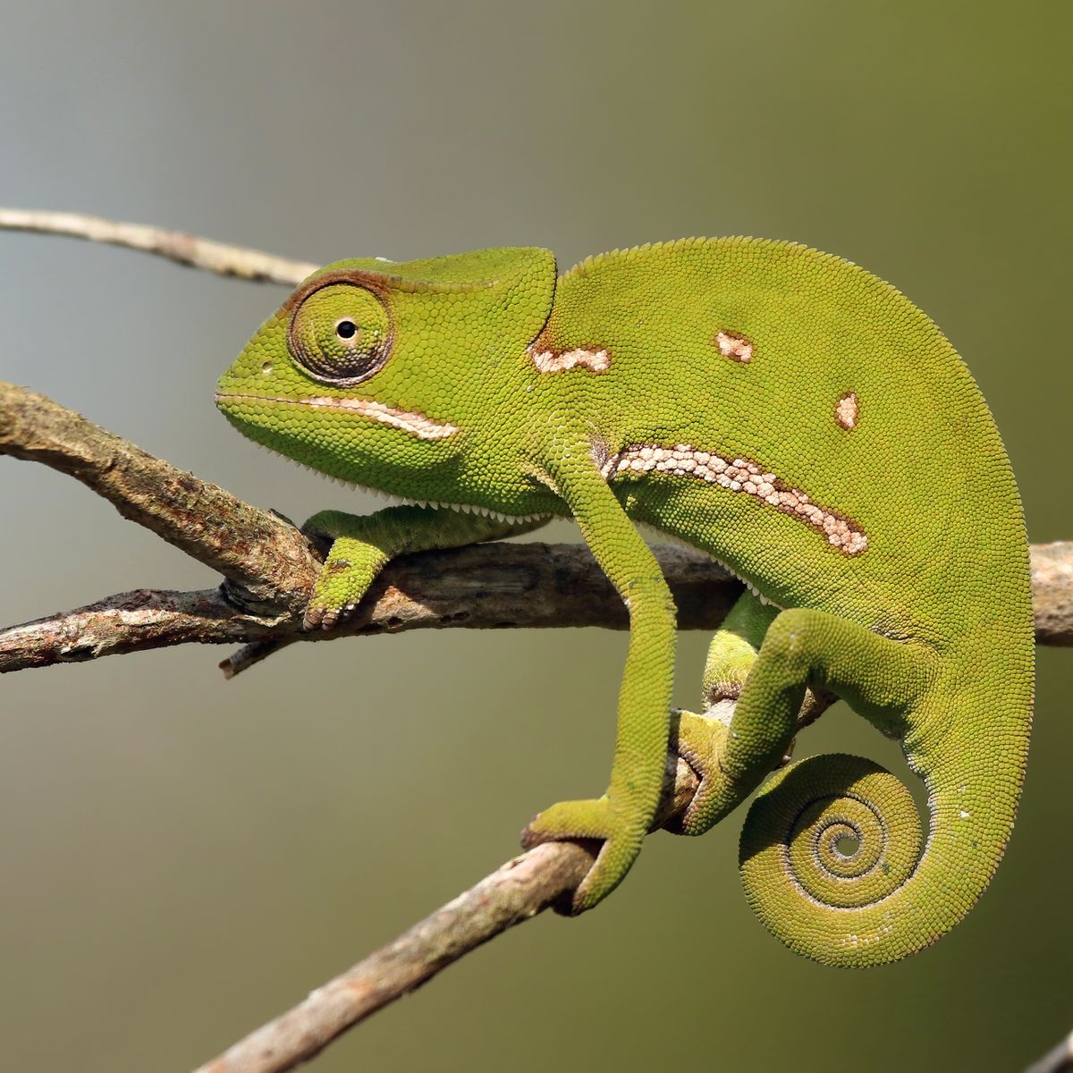 Is A Chameleon Changing Colors As It