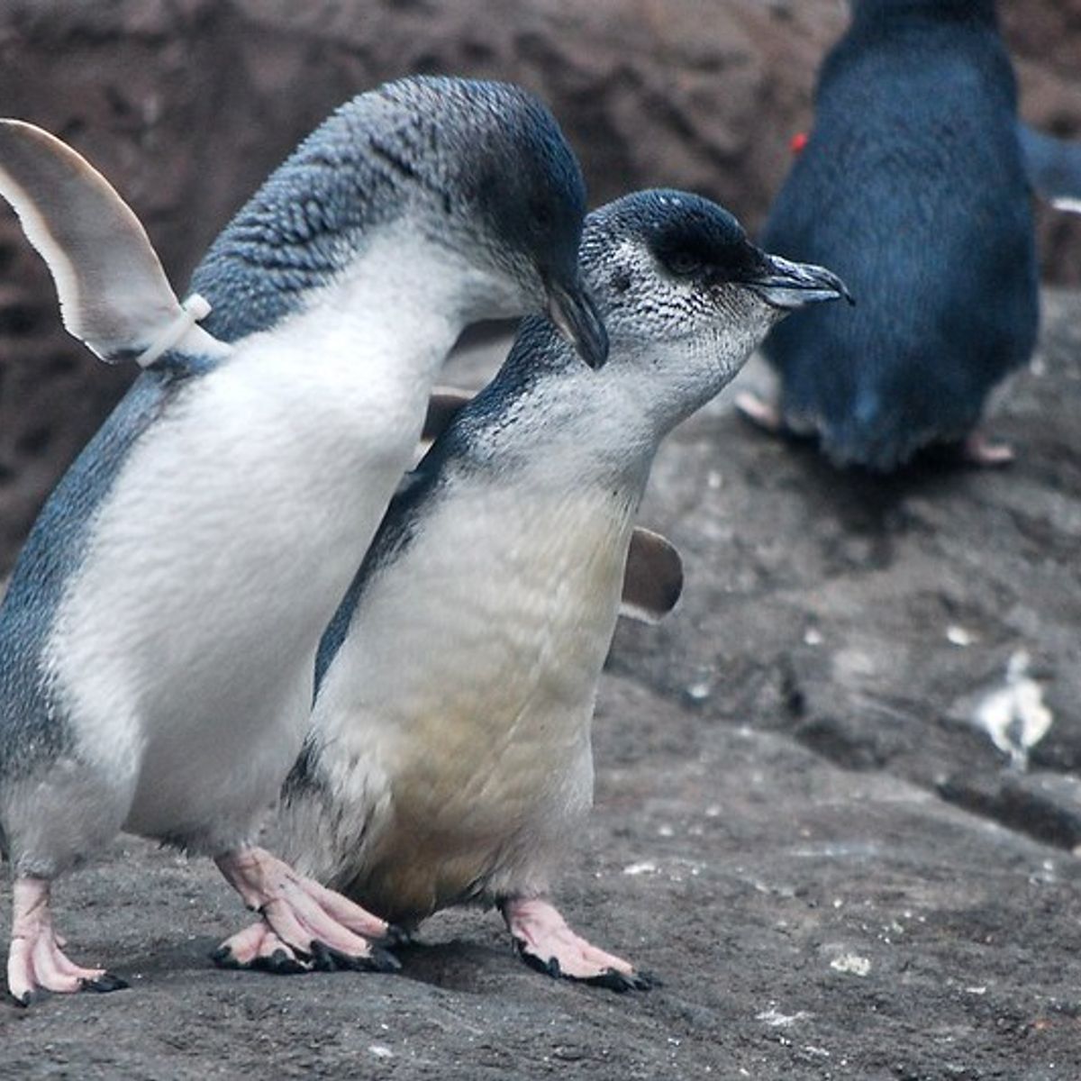 Does a Photo Show Widowed Penguins Consoling Each Other