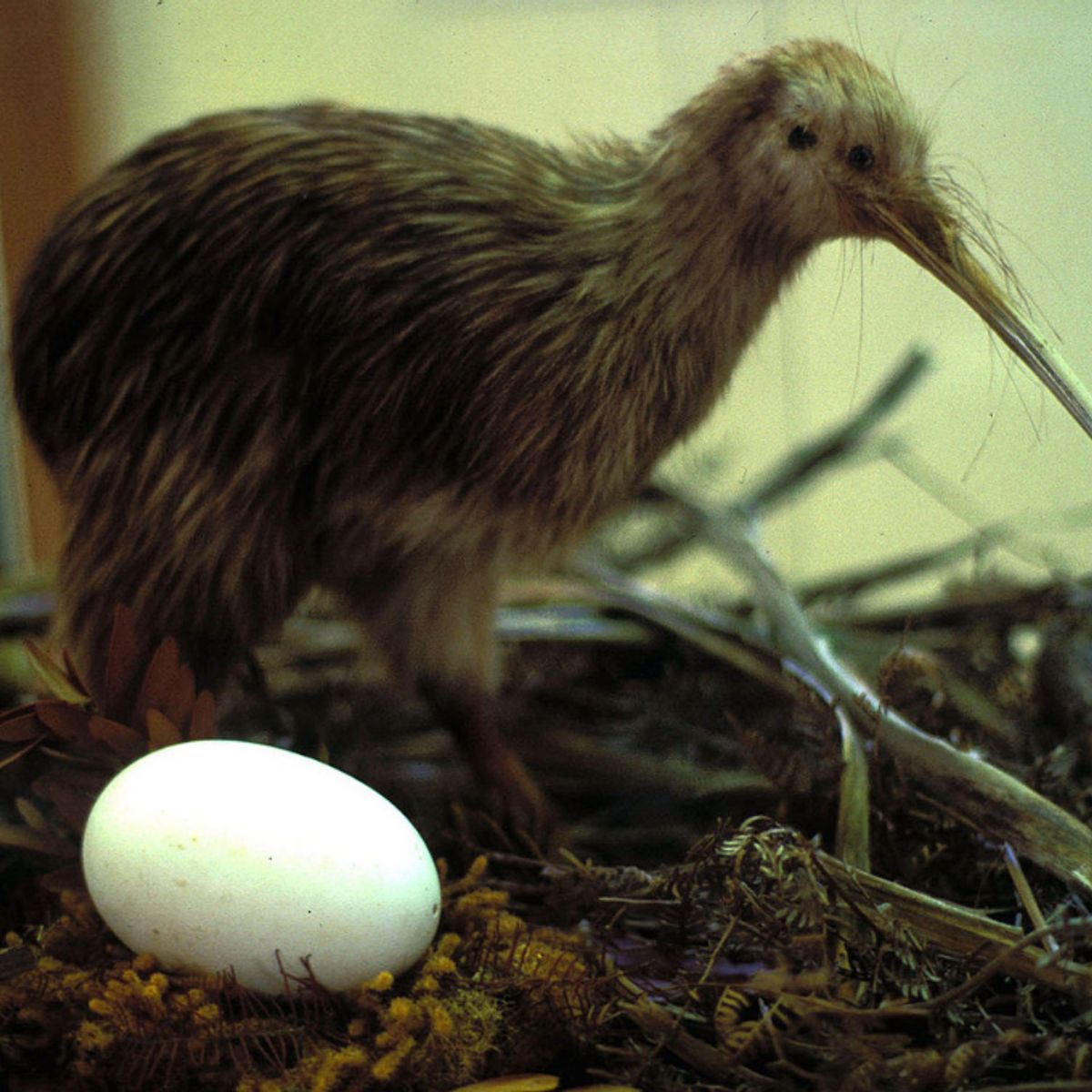 Do Kiwi Birds Lay Ridiculously Large Eggs? | Snopes.com
