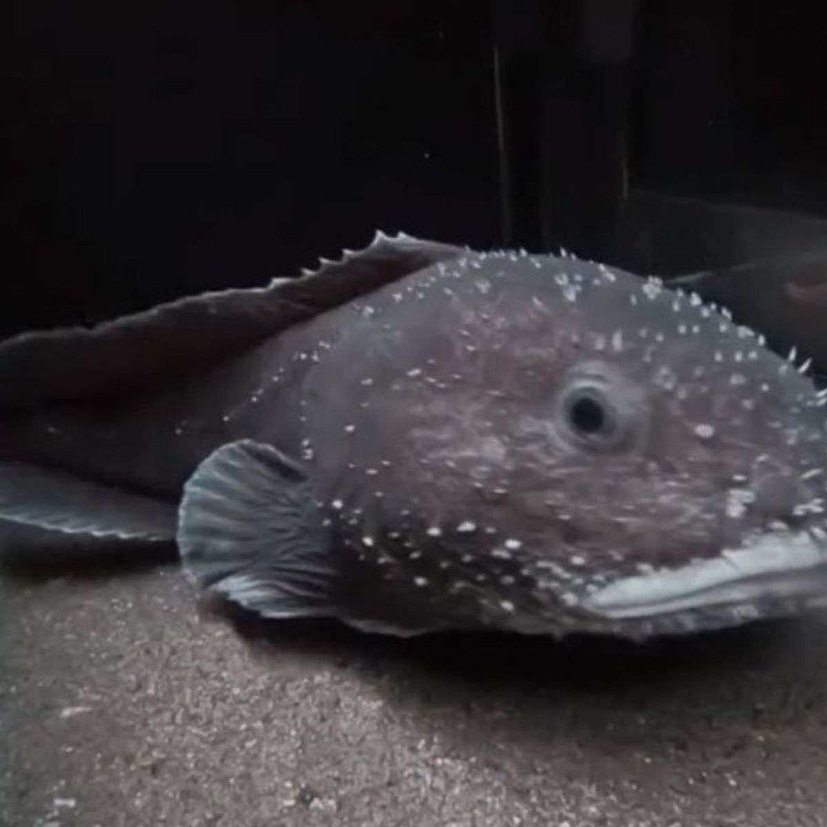 Blobfish look completely normal in water. The reason they look