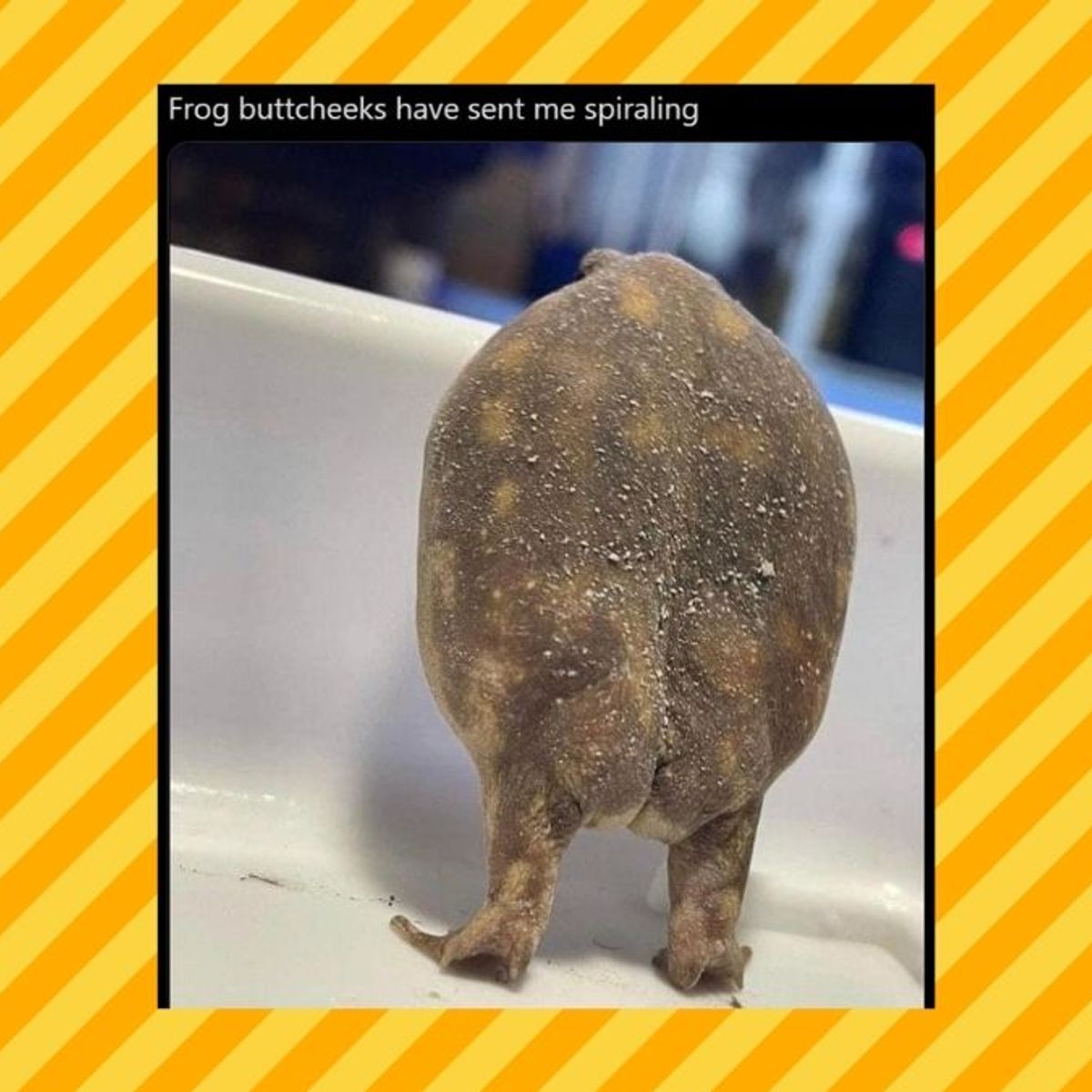Frog Butt Anatomy  