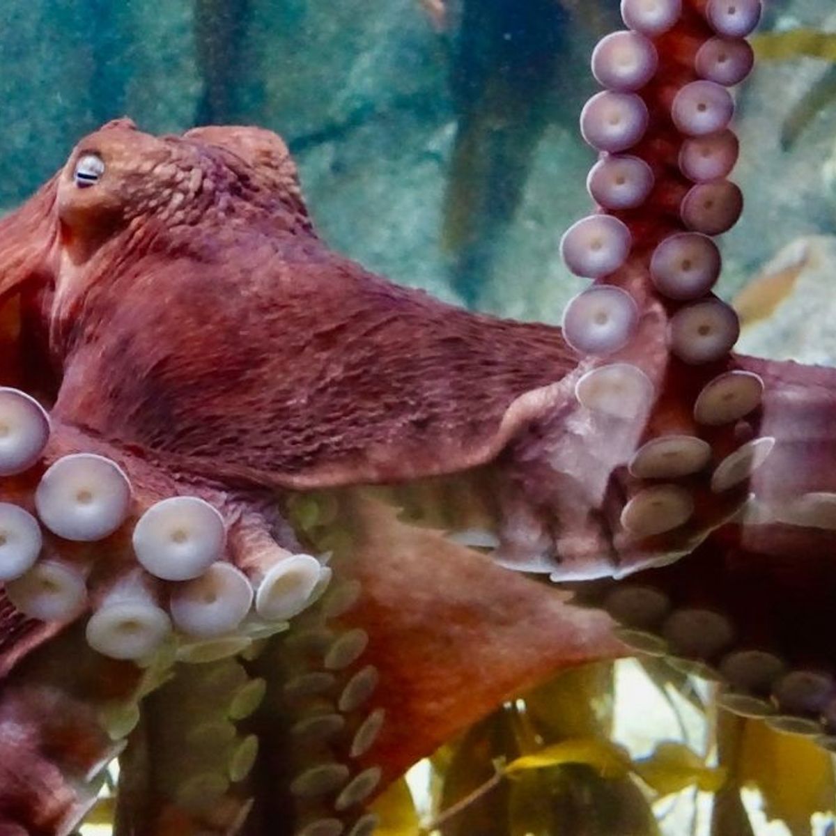 Did an Octopus Throw a Spoiled Shrimp at Its Handler?