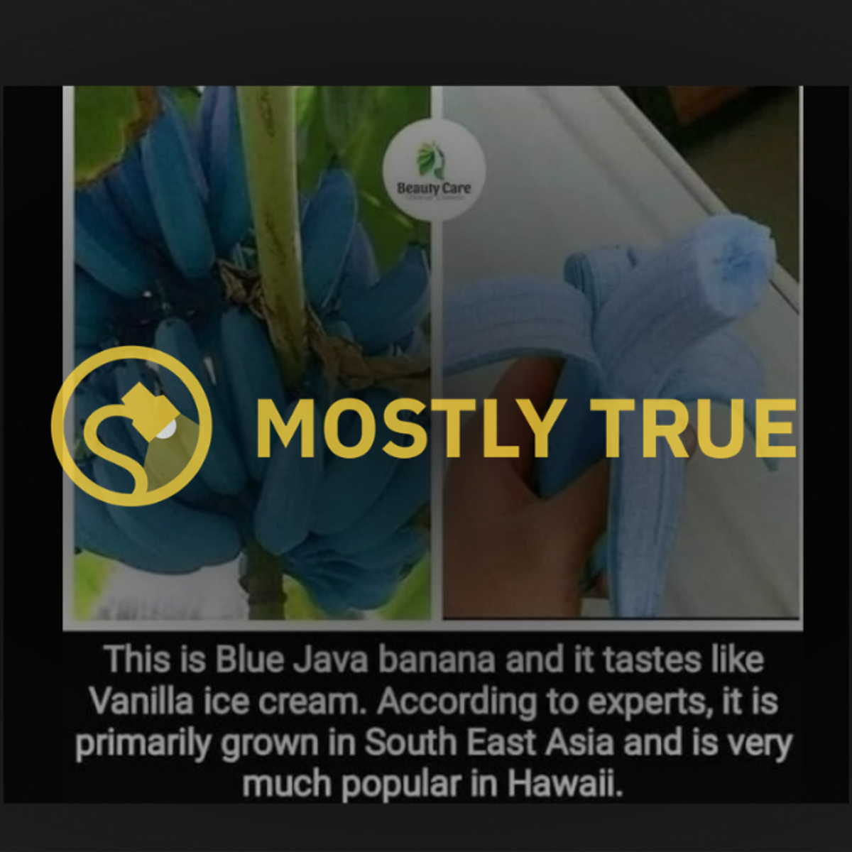 These Blue Bananas Taste Like Ice Cream and You Can Buy the Seeds on