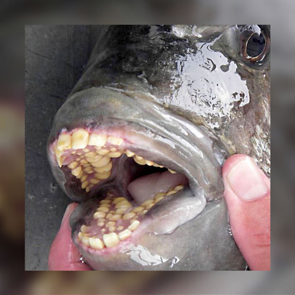 Can Sheepshead Fish Bite People with Their 'Human' Teeth? 