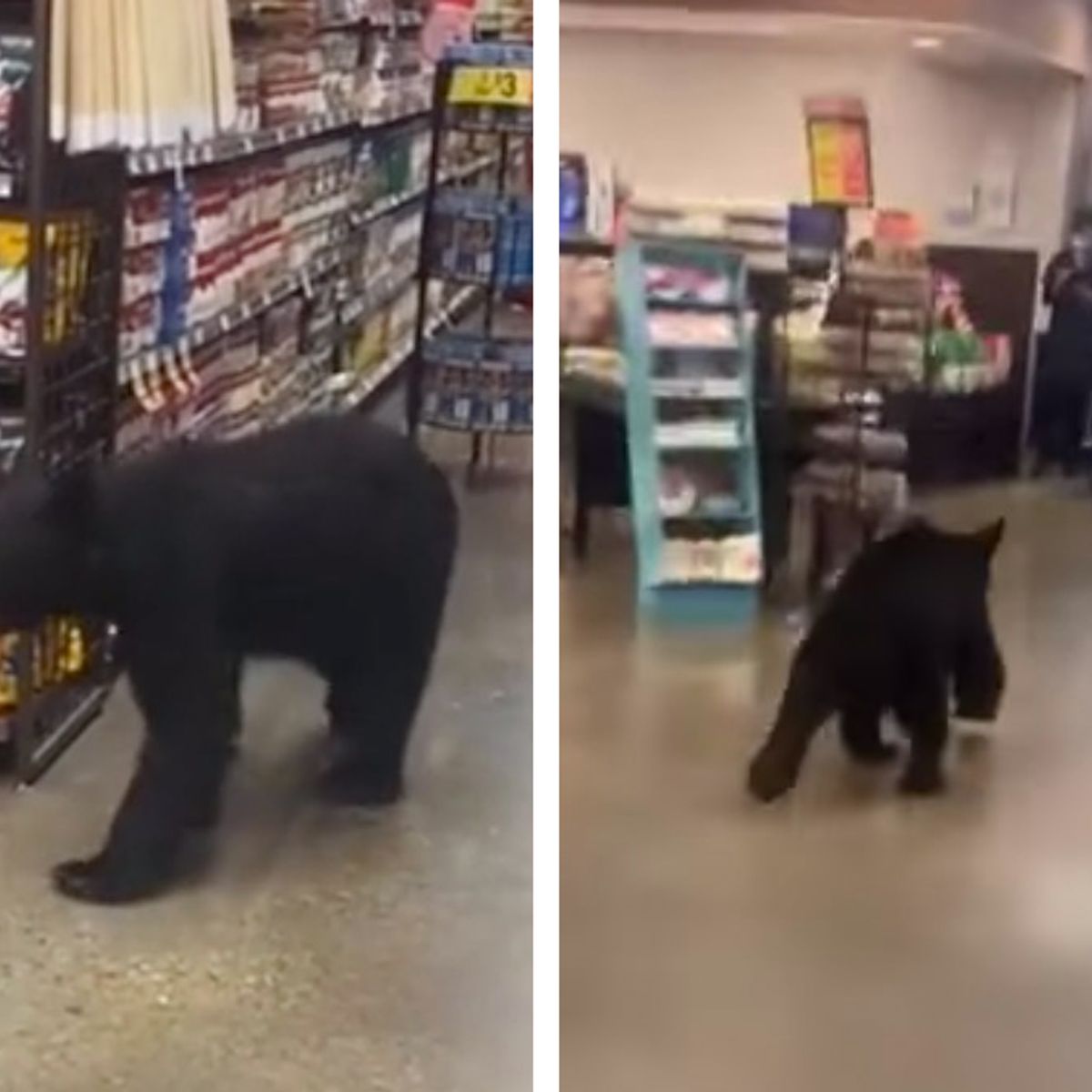Recordable bear walmart sale