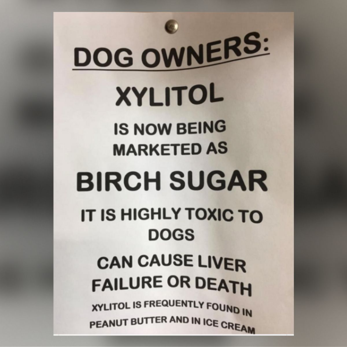 Is silver birch poisonous shop to dogs