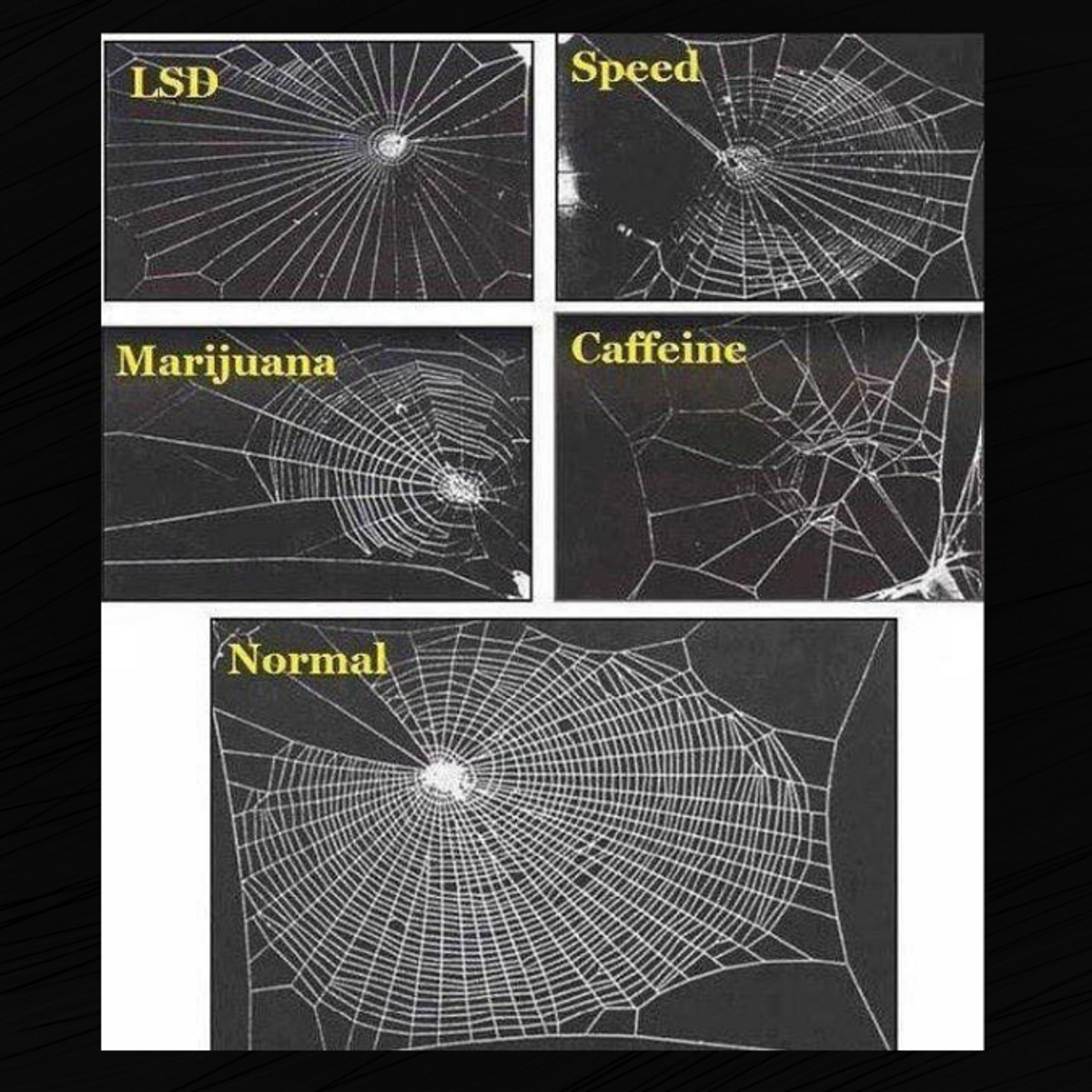 Cobweb spiders  Space for life