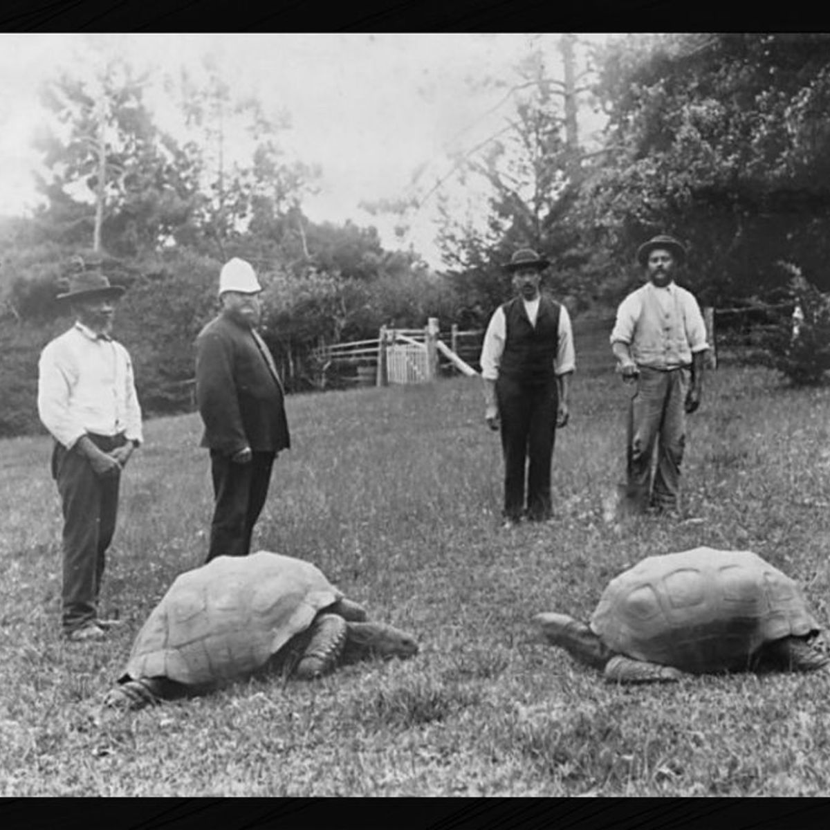 Tortoise 2025 and black