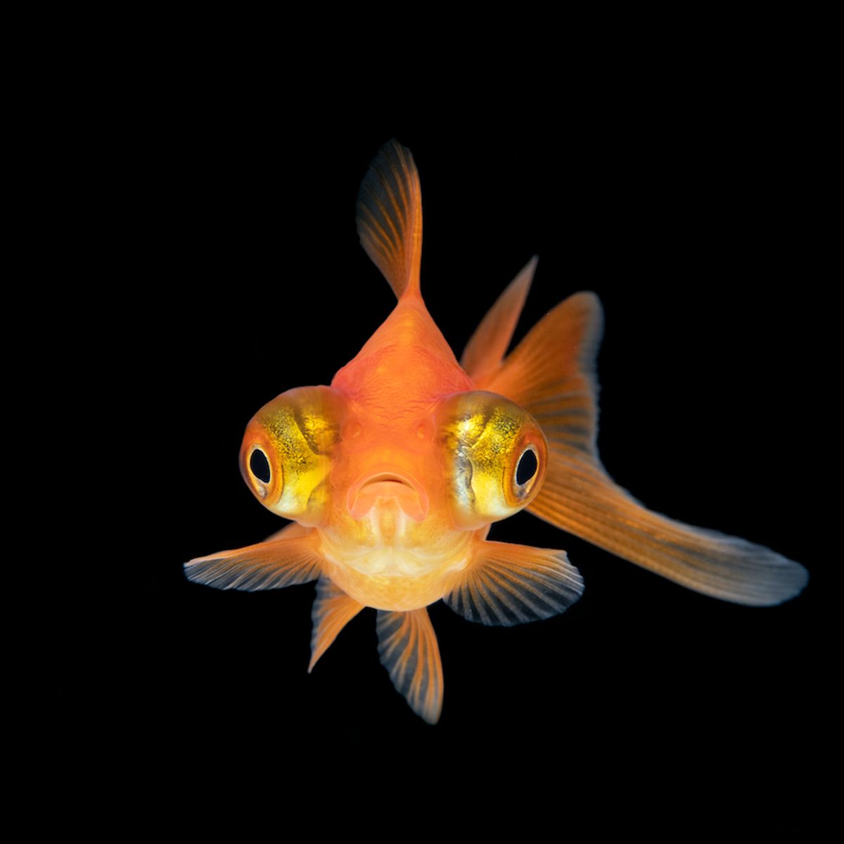 Weird goldfish cheap
