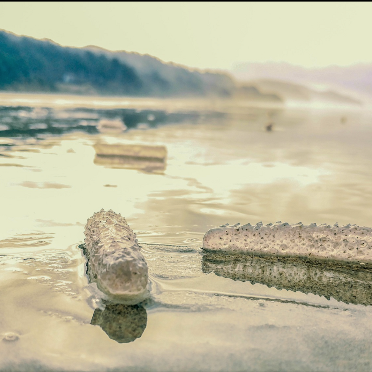 What Exactly Are 'Sea Pickles' Washing Ashore in Oregon?