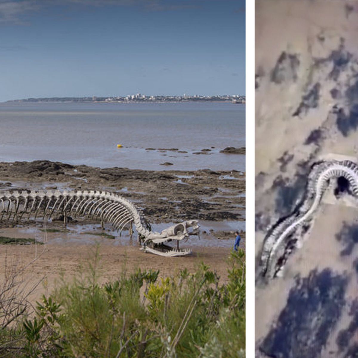 Giant Snake Skeleton on Google Maps: Real or Fake