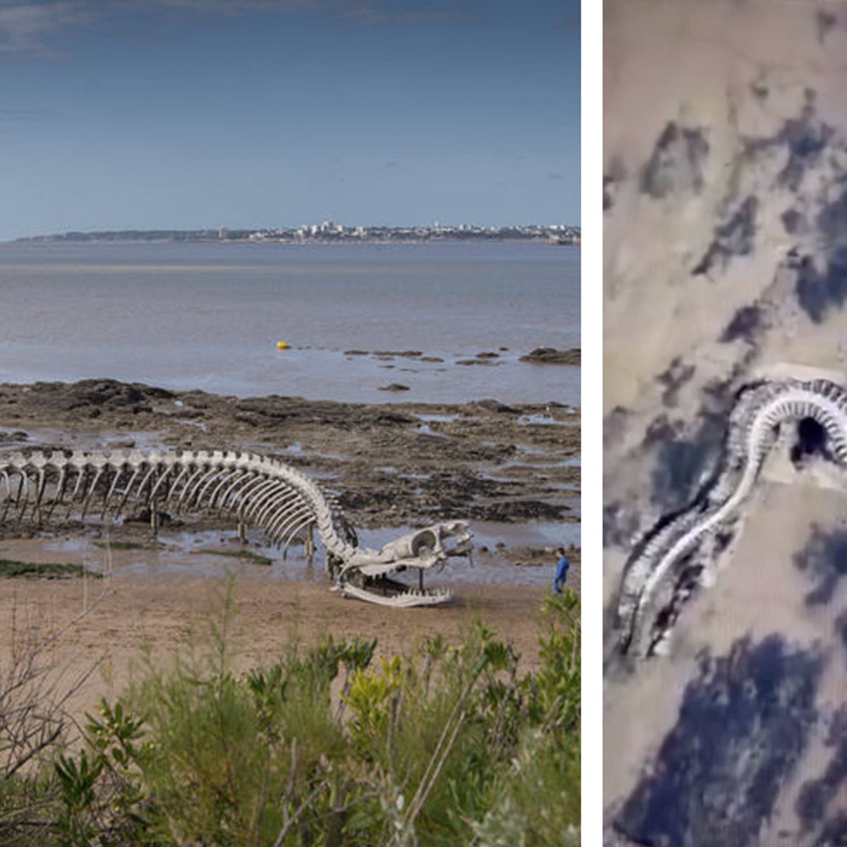 Viral Video: Giant Snake Skeleton Spotted in France on Google Maps. Is It  Real? Watch.