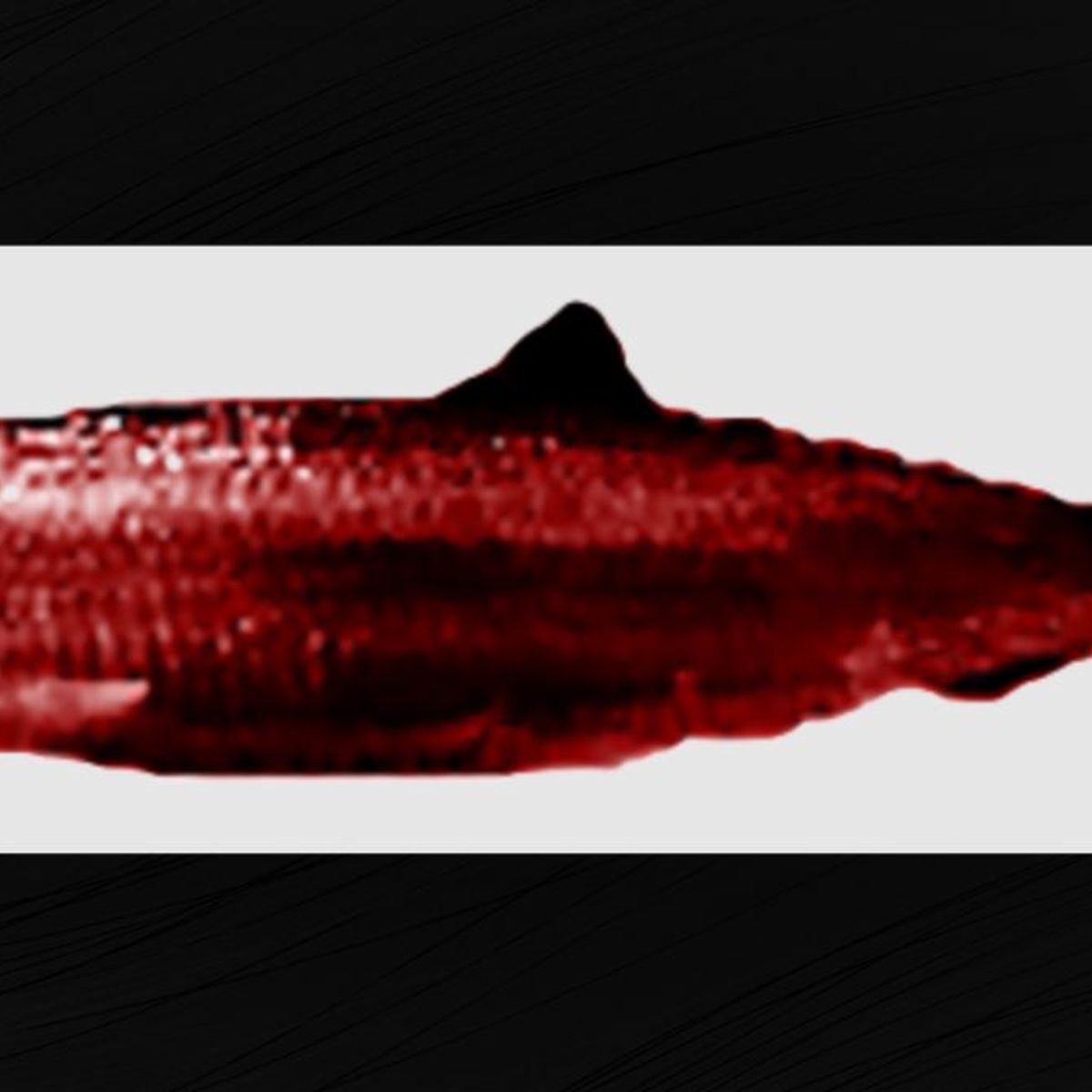 Snopestionary: The 'Red Herring' Logical Fallacy 